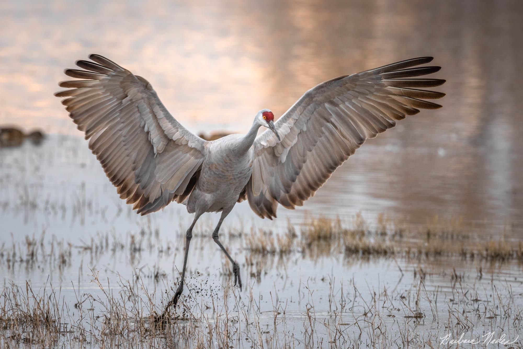 Sandhill Crane II - Bosque Del Apache National Wildlife Refuge, New Mexico