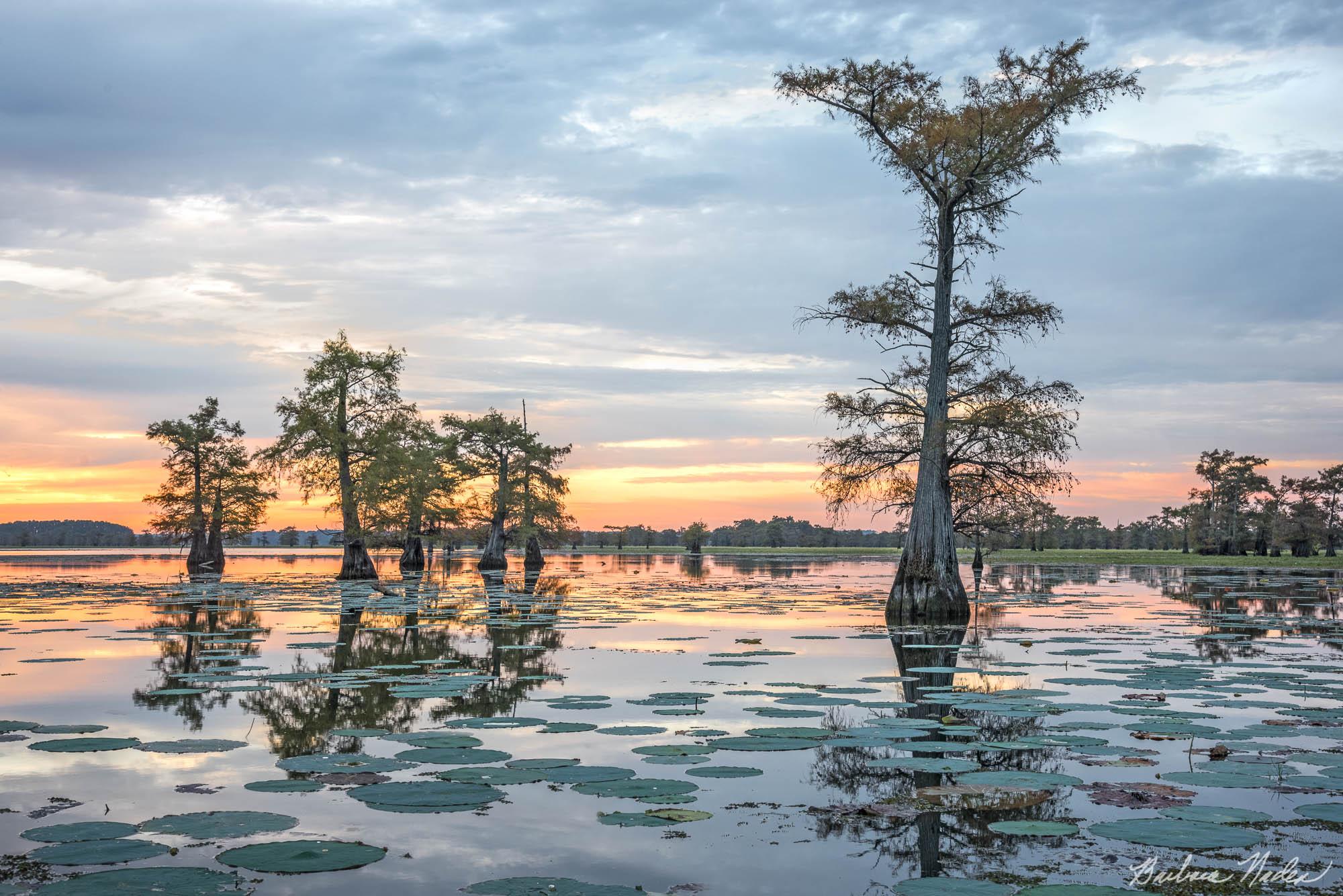 Cypress Trees and Lily Pads at Sunrise - Caddo Lake, Texas