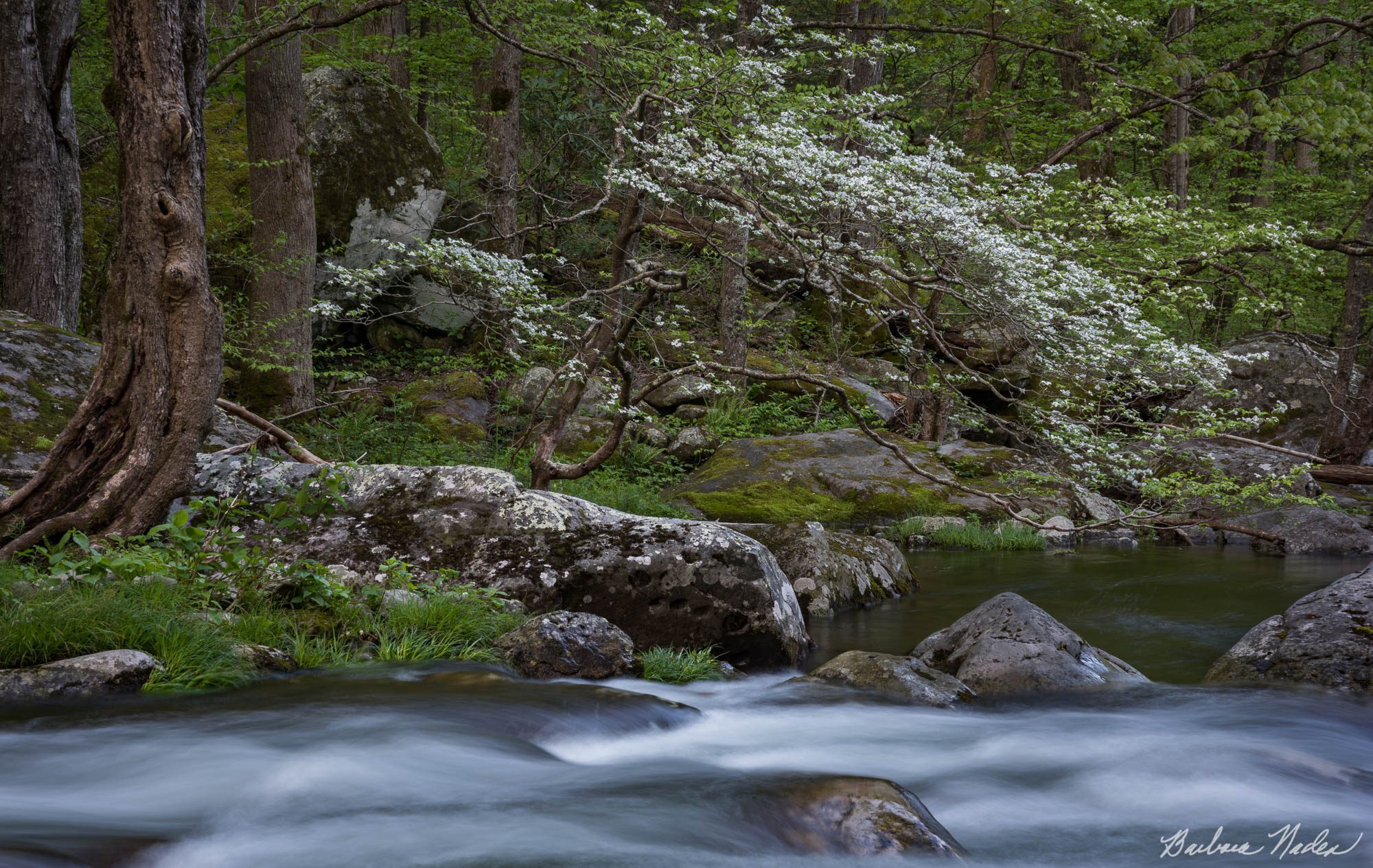 Dogwoods - Smoky Mountains