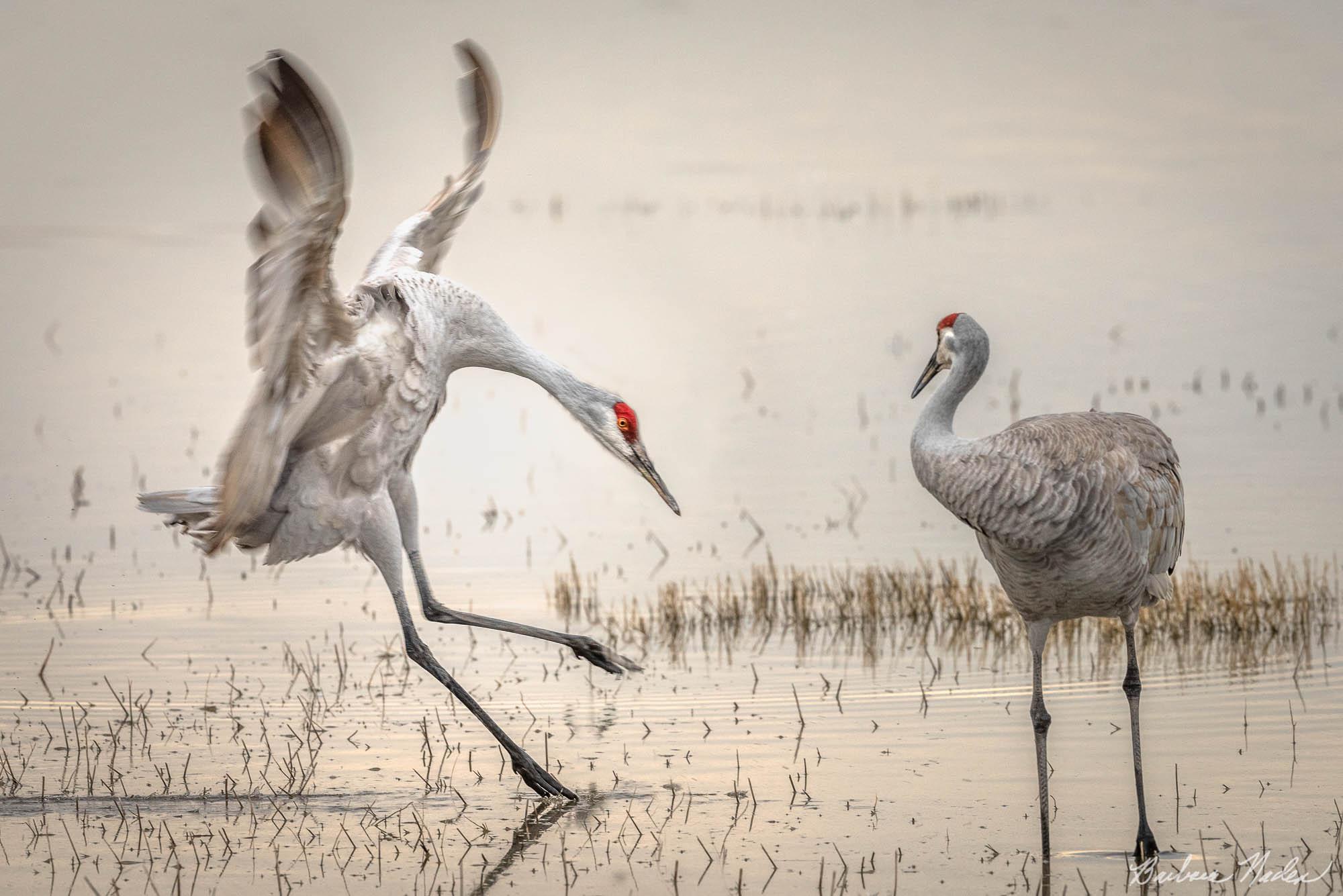 Close Landing - Bosque Del Apache National Wildlife Refuge, New Mexico