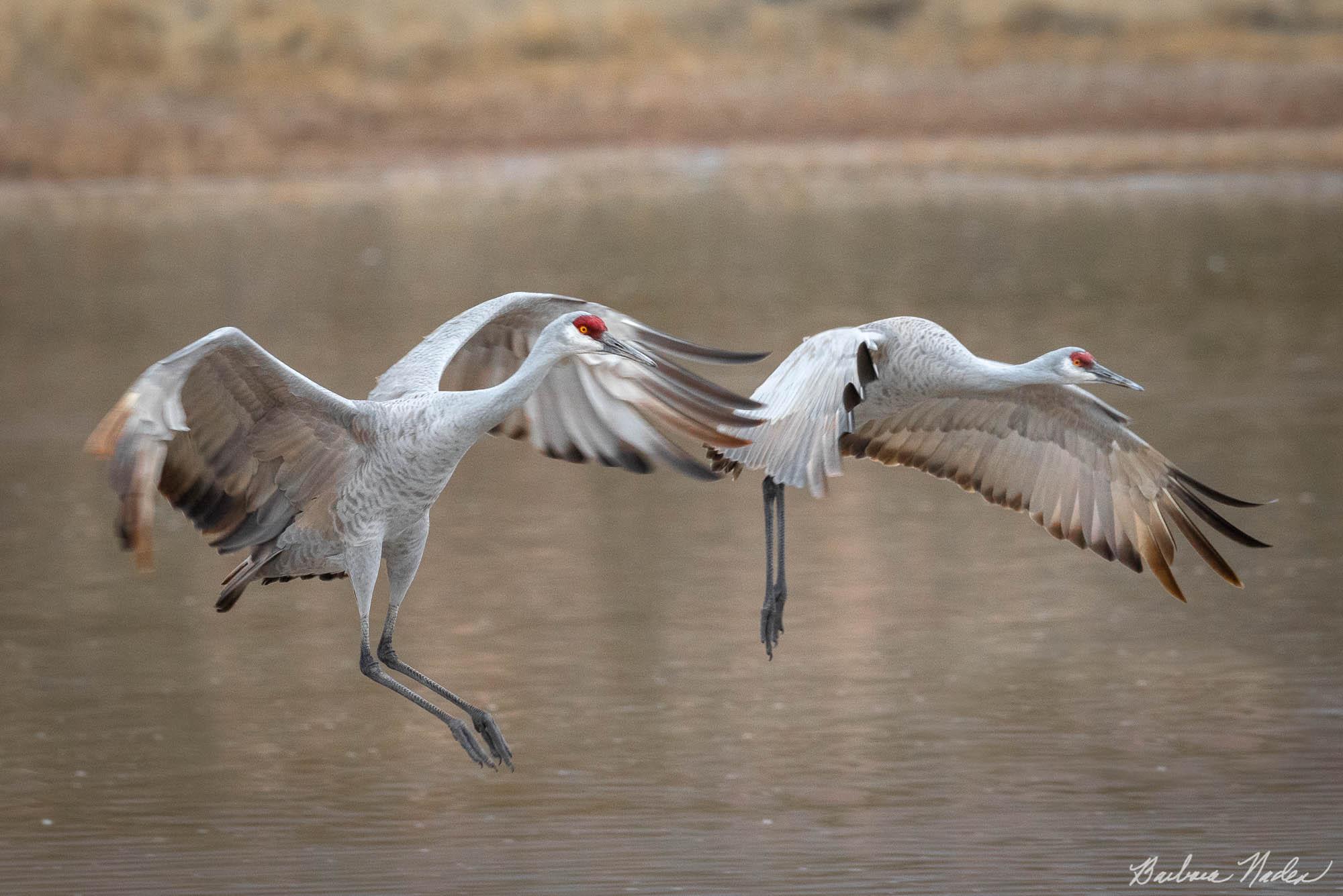 Sychronized - Bosque Del Apache National Wildlife Refuge, New Mexico