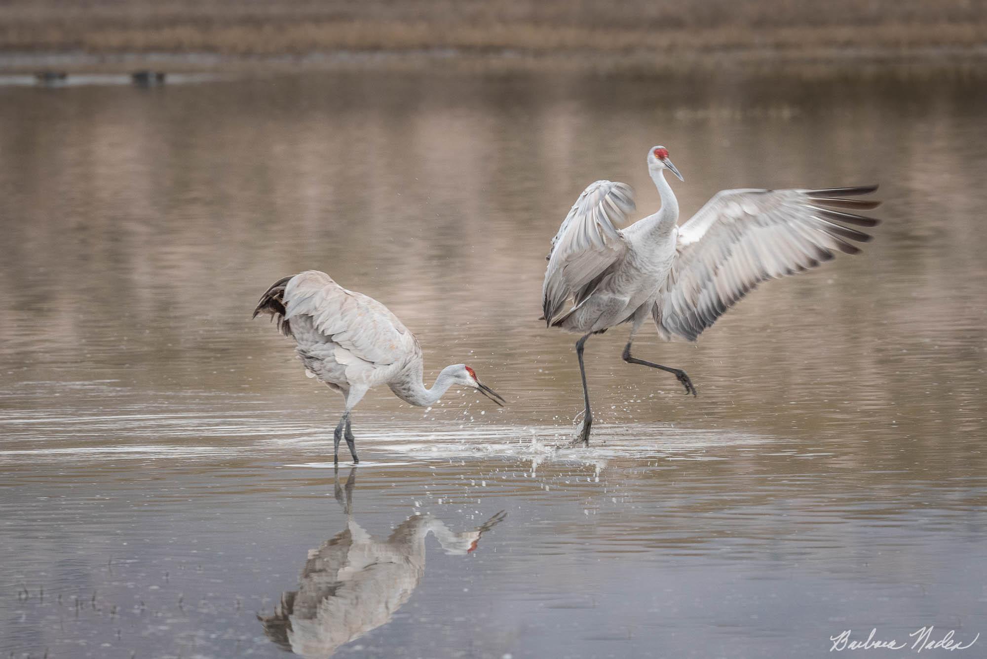 Dancing - Bosque Del Apache National Wildlife Refuge, New Mexico