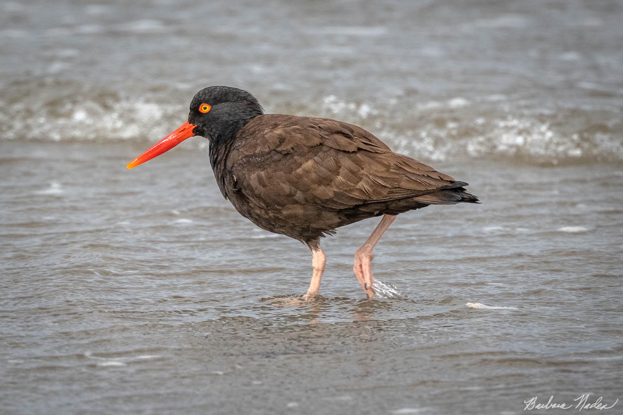 Just Walkin' - Bandon Beach, Oregon