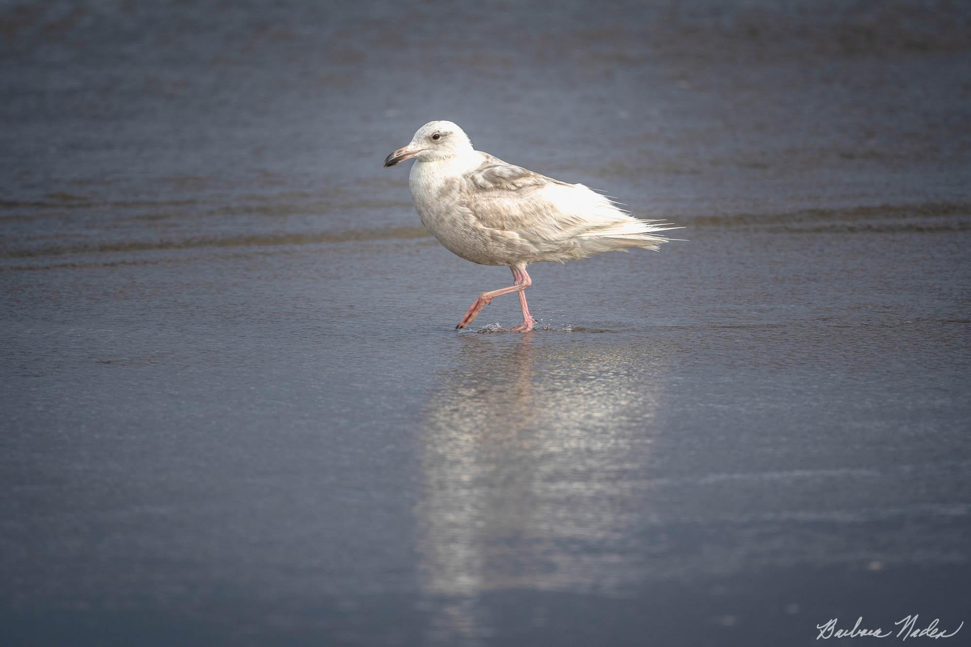 Morning Walk - Bandon Beach, Oregon