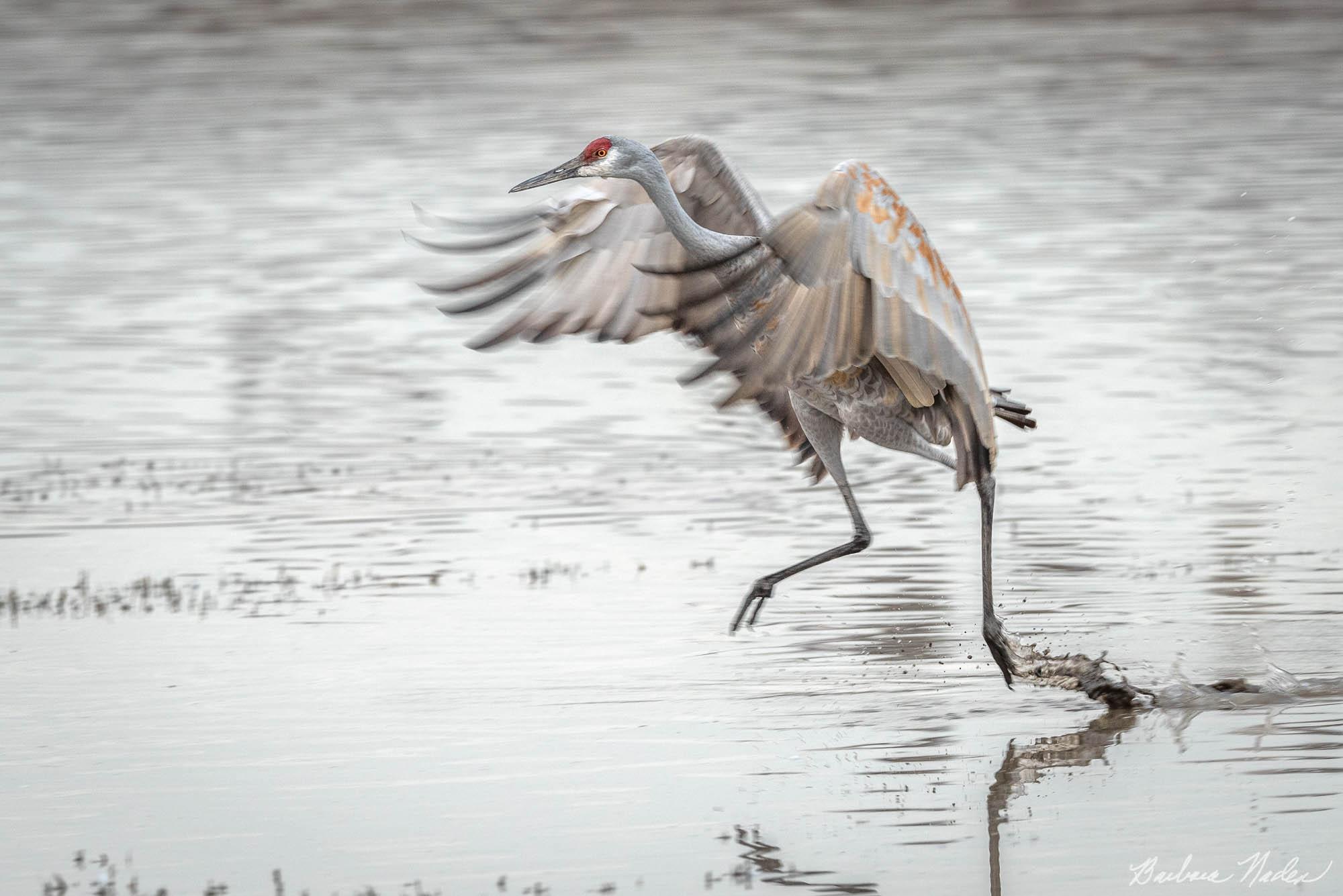 Liftoff - Bosque Del Apache National Wildlife Refuge, New Mexico