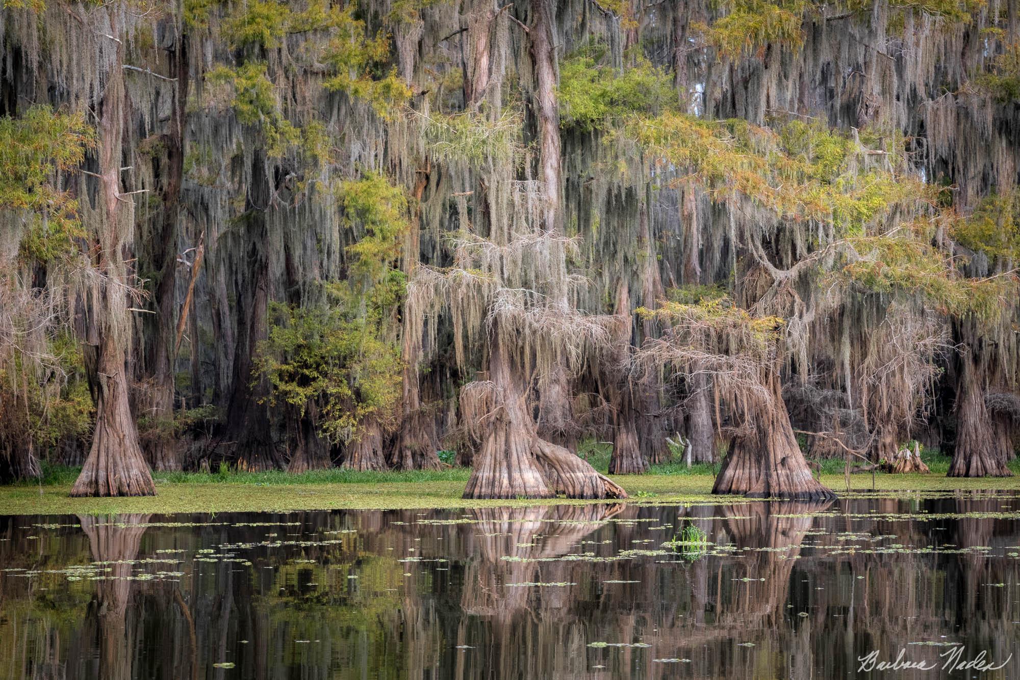 Cypress Trees - Caddo Lake, Texas