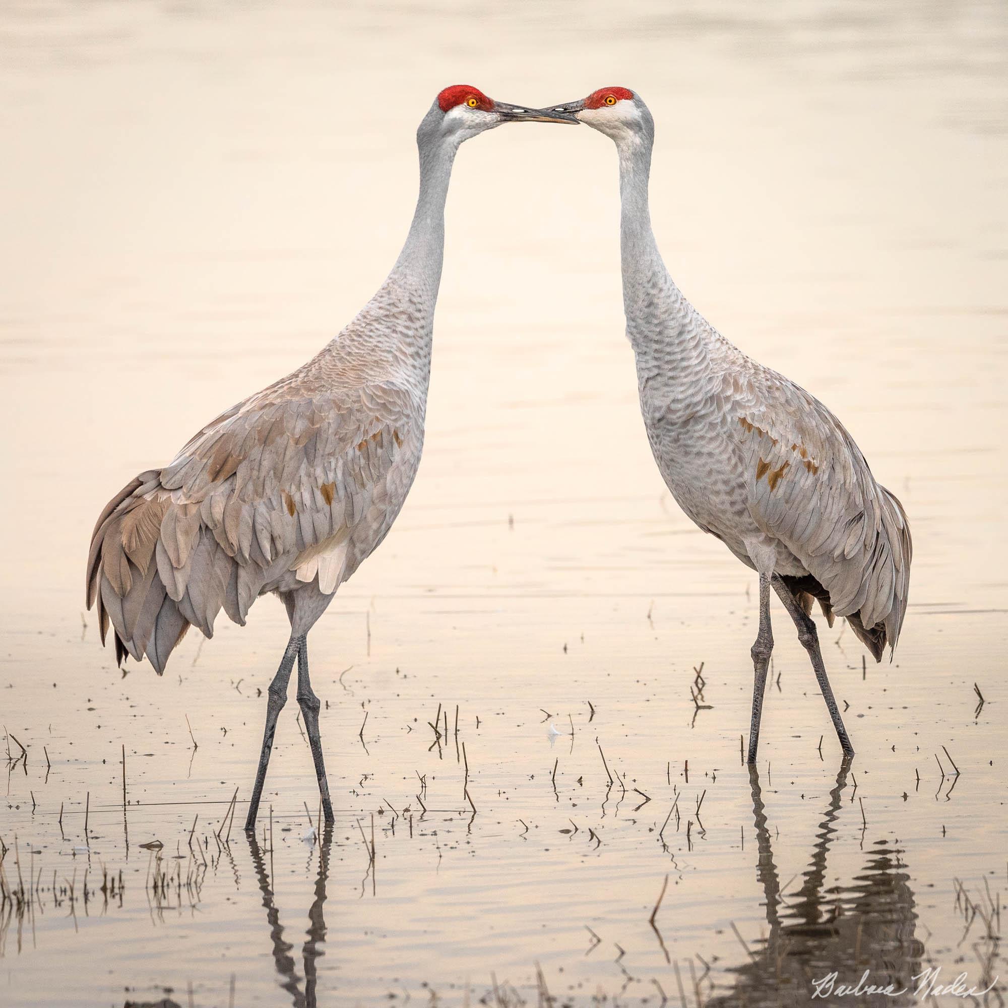 Togetherness - Bosque Del Apache National Wildlife Refuge, New Mexico