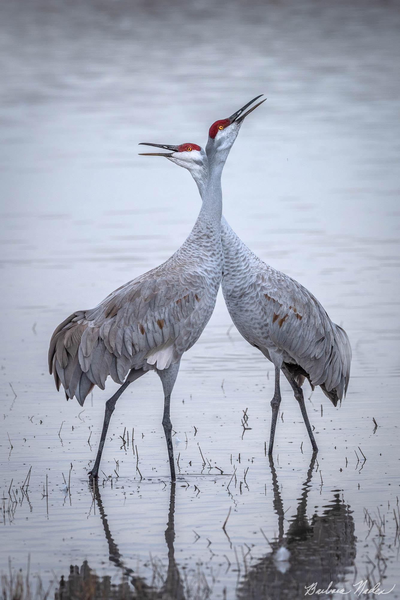 Lifelong Mates - Bosque Del Apache National Wildlife Refuge, New Mexico