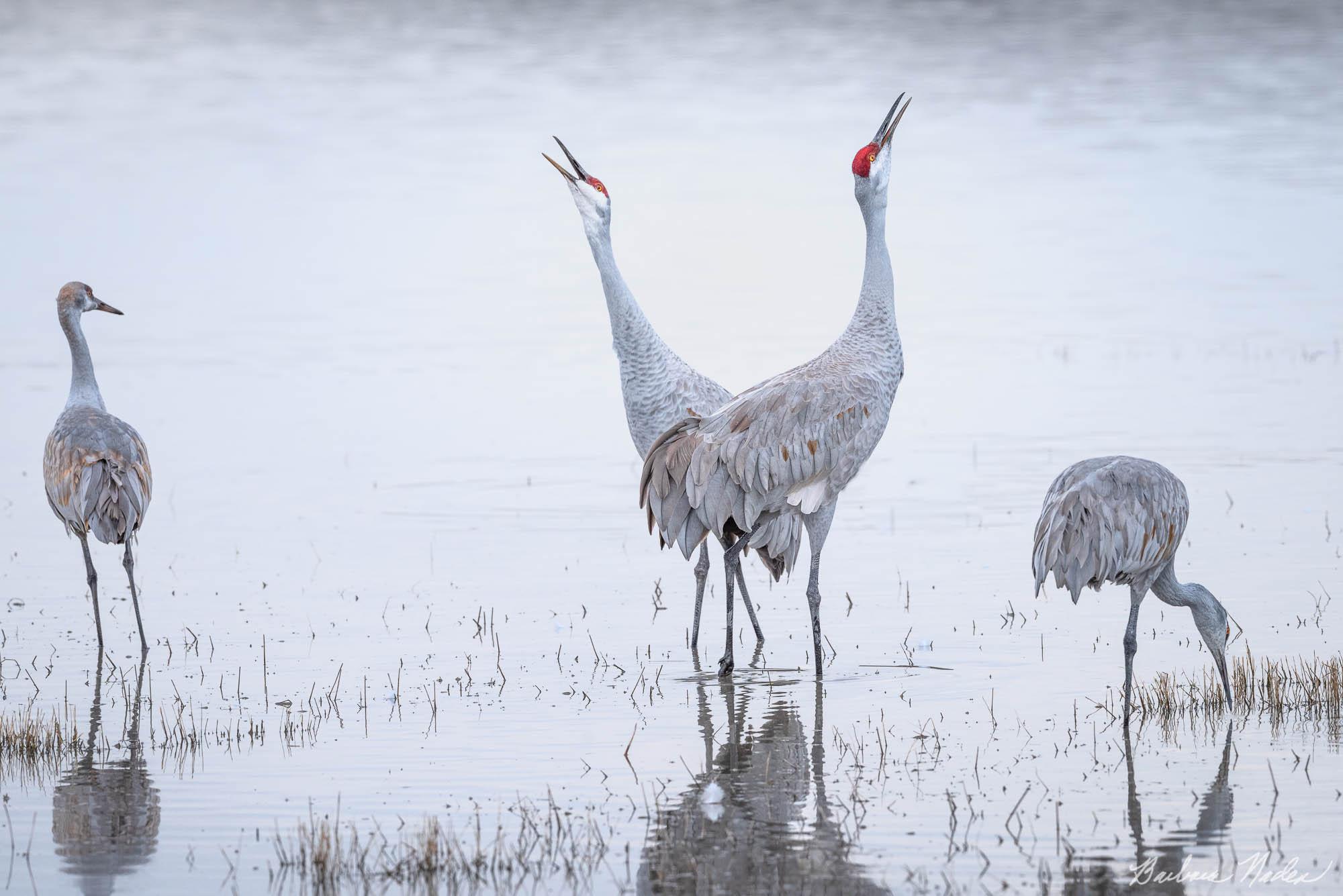 Calling - Bosque Del Apache National Wildlife Refuge, New Mexico