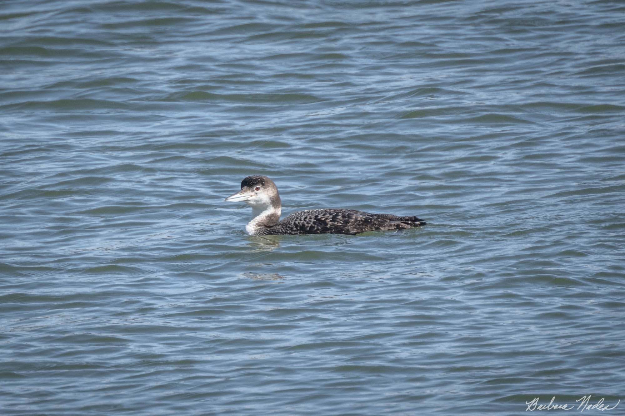 Juvenile Common Loon - Bandon Beach, Oregon