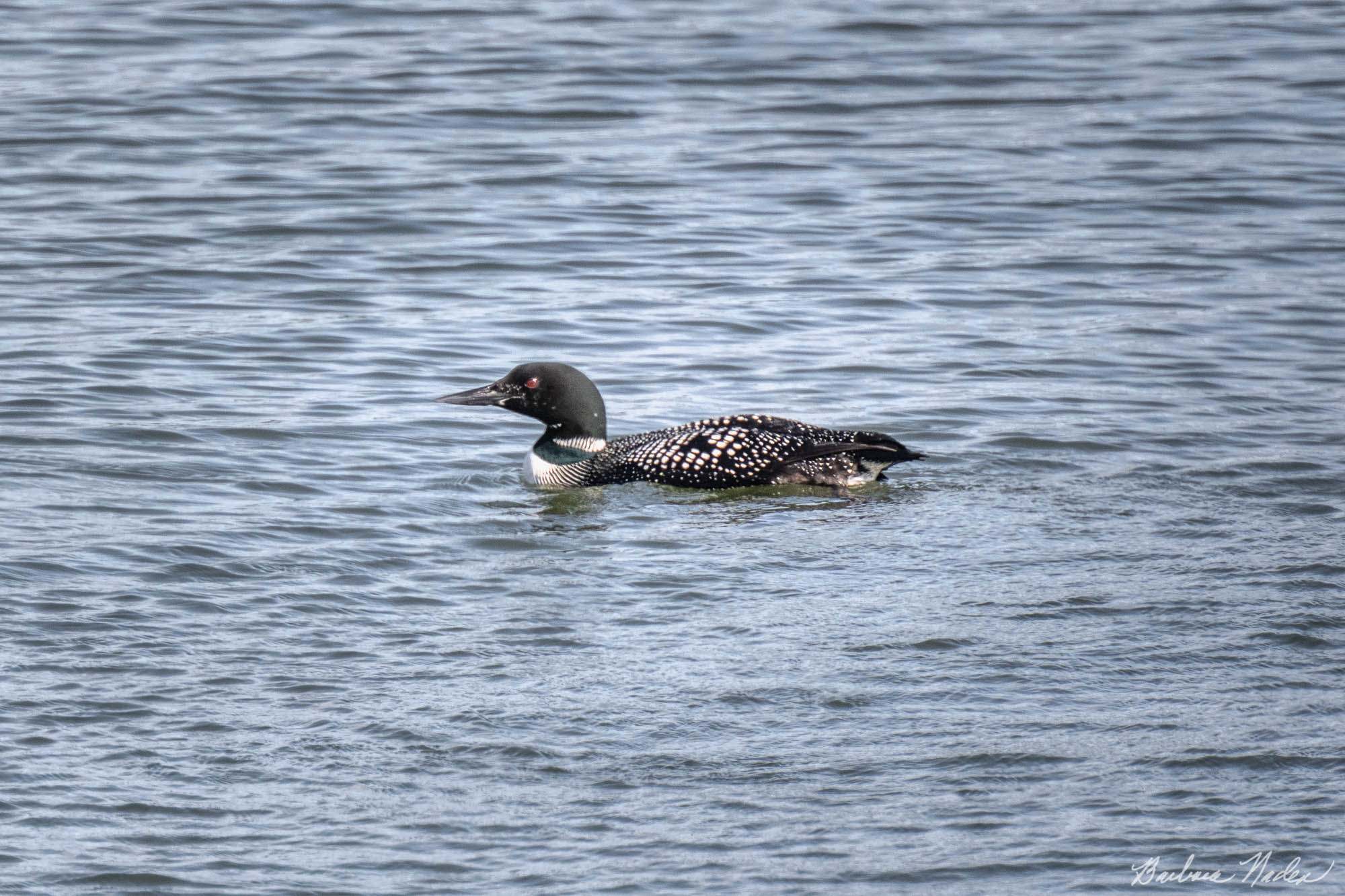 Common Loon Breeding Plumage - Bandon Beach, Oregon