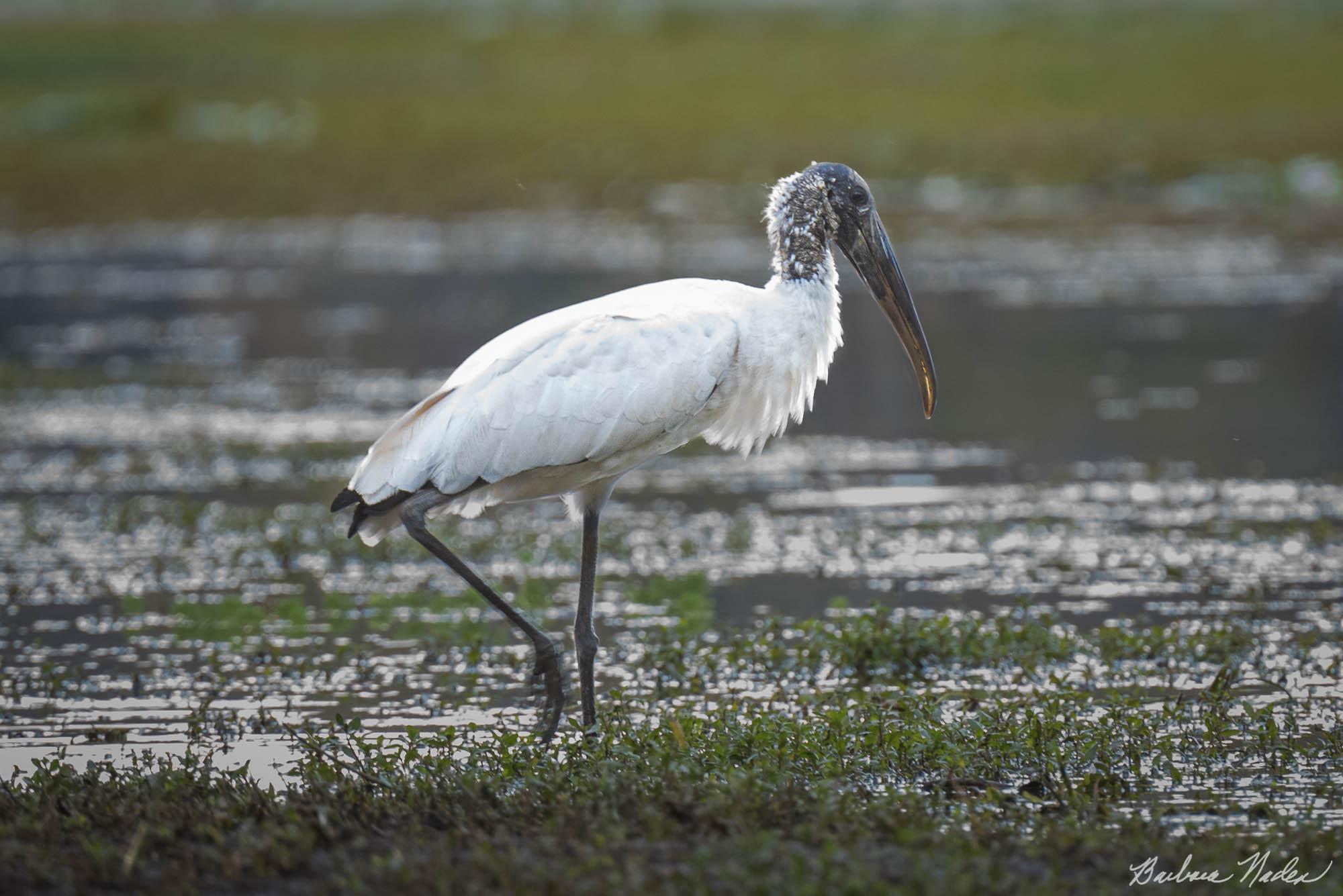 Hungry Stork - Caddo Lake, Texas