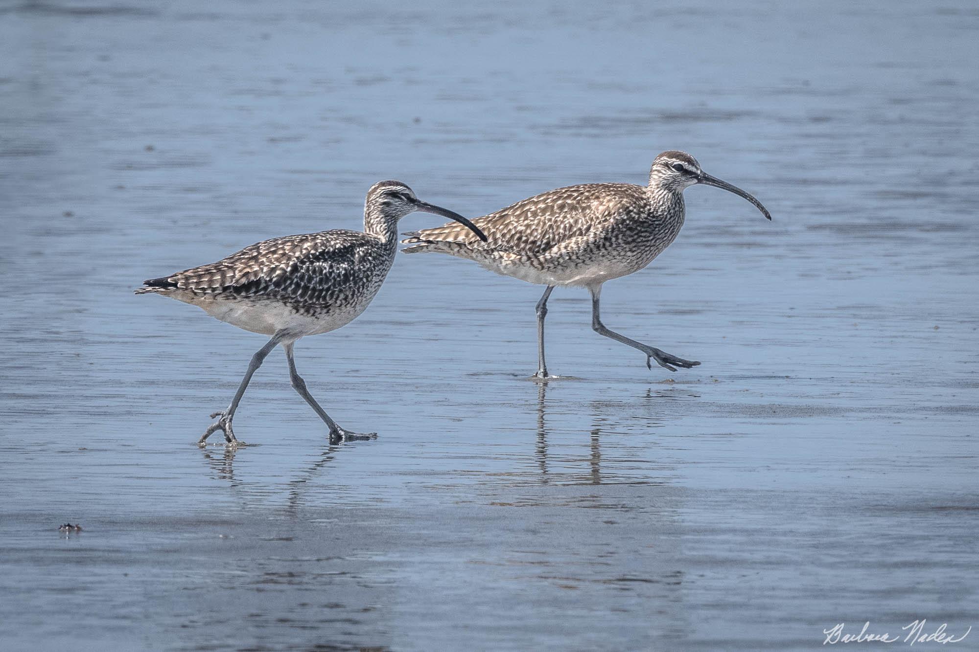 Two Whimbrels on a Stroll - Bandon Beach, Oregon