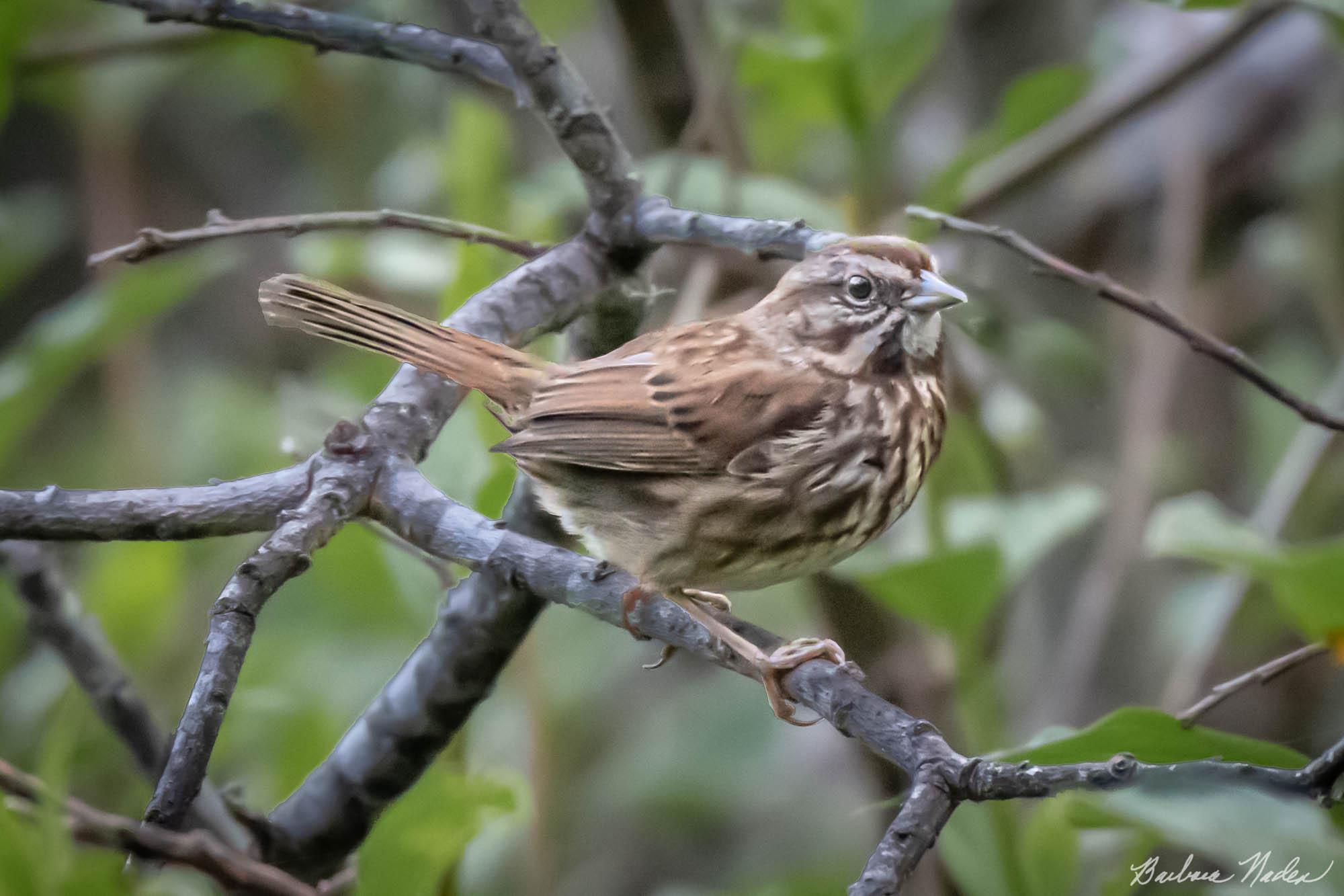 Sparrow in the Bushes - Bandon Beach, Oregon