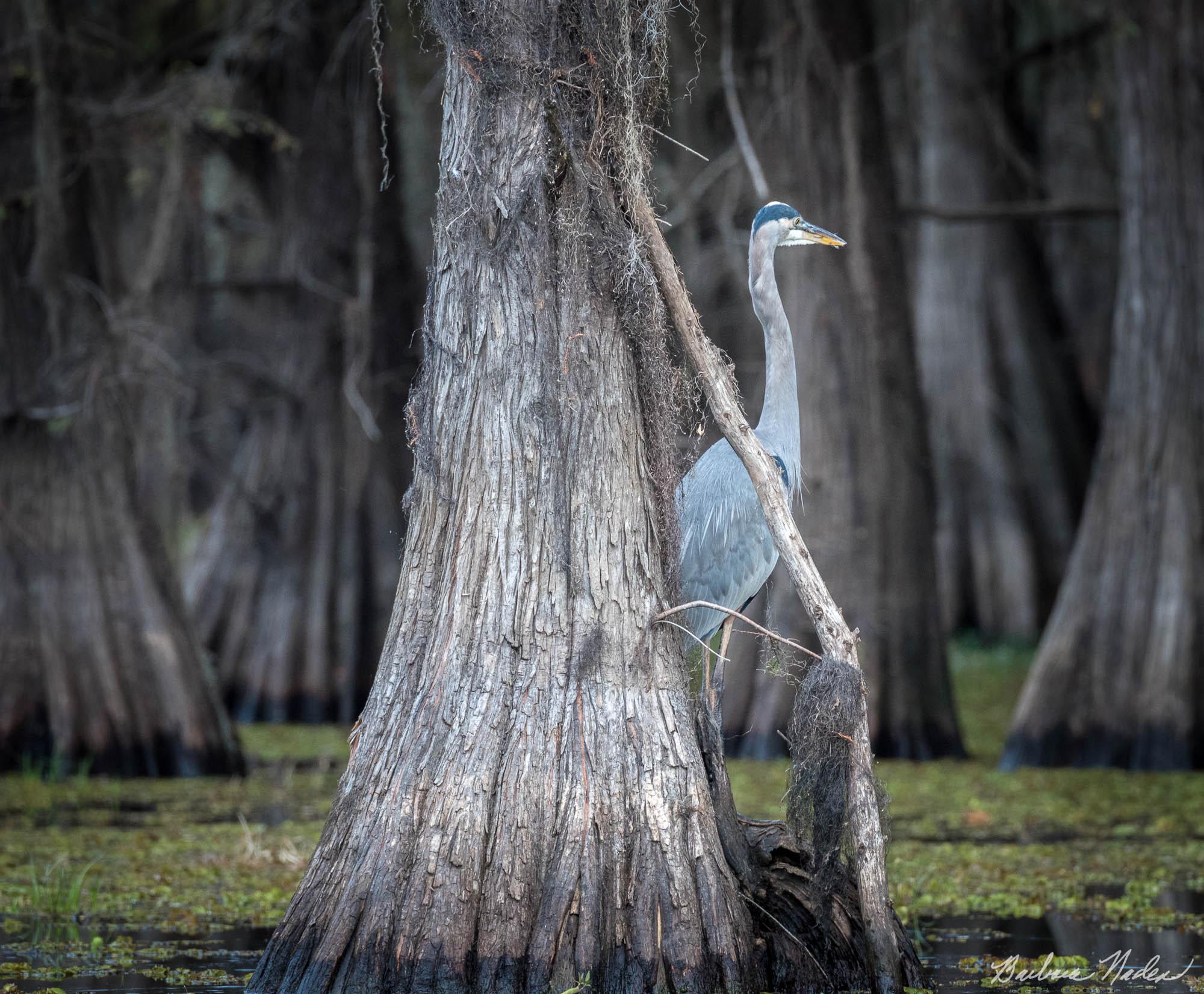 Great Blue Heron in a Cypress Grove - Caddo Lake, Texas