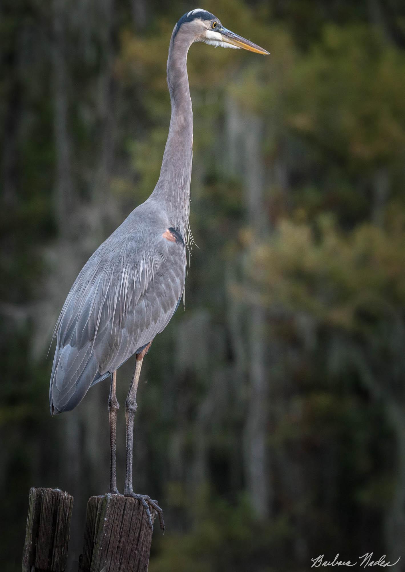 Great Blue Heron II - Caddo Lake, Texas