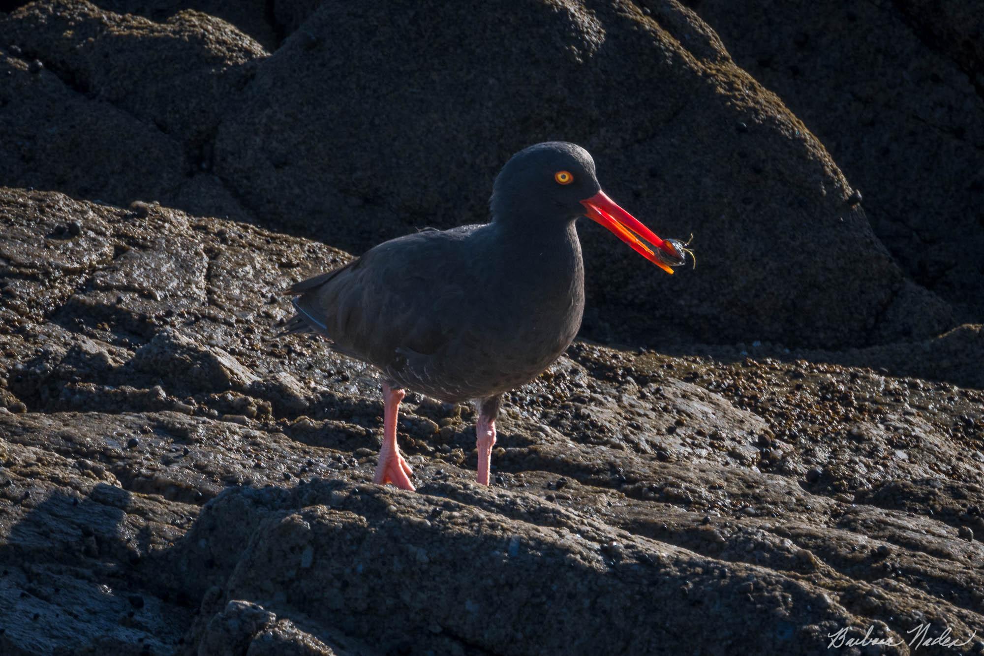 Tasty Morsel - Pacific Grove, California