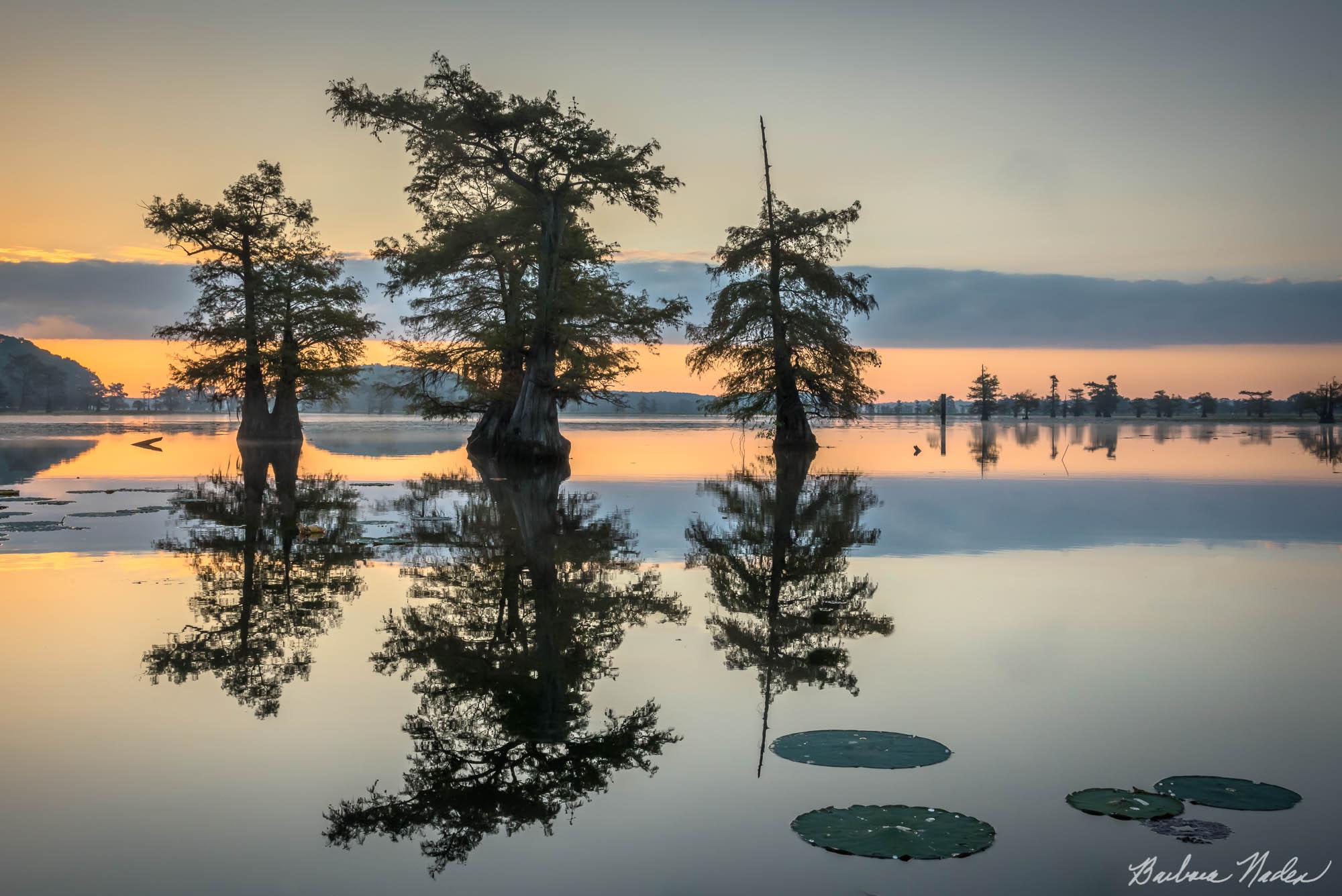 Cypress Trees Reflections - Caddo Lake, Texas