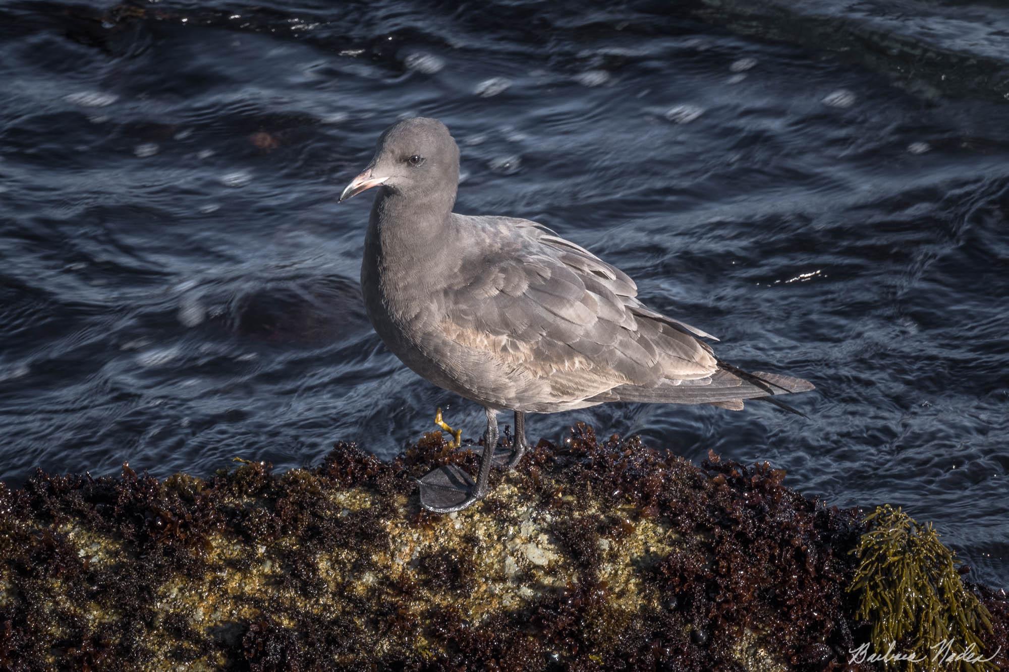 Sunning - Santa Cruz, California