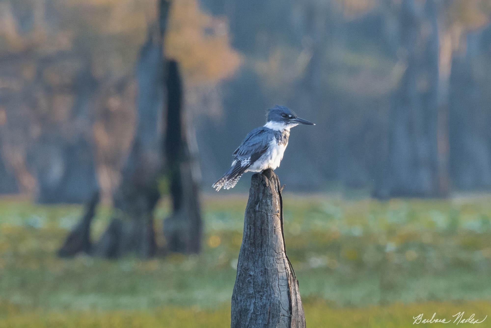 Belted Kingfisher in the Cypress Trees - Caddo Lake, Texas