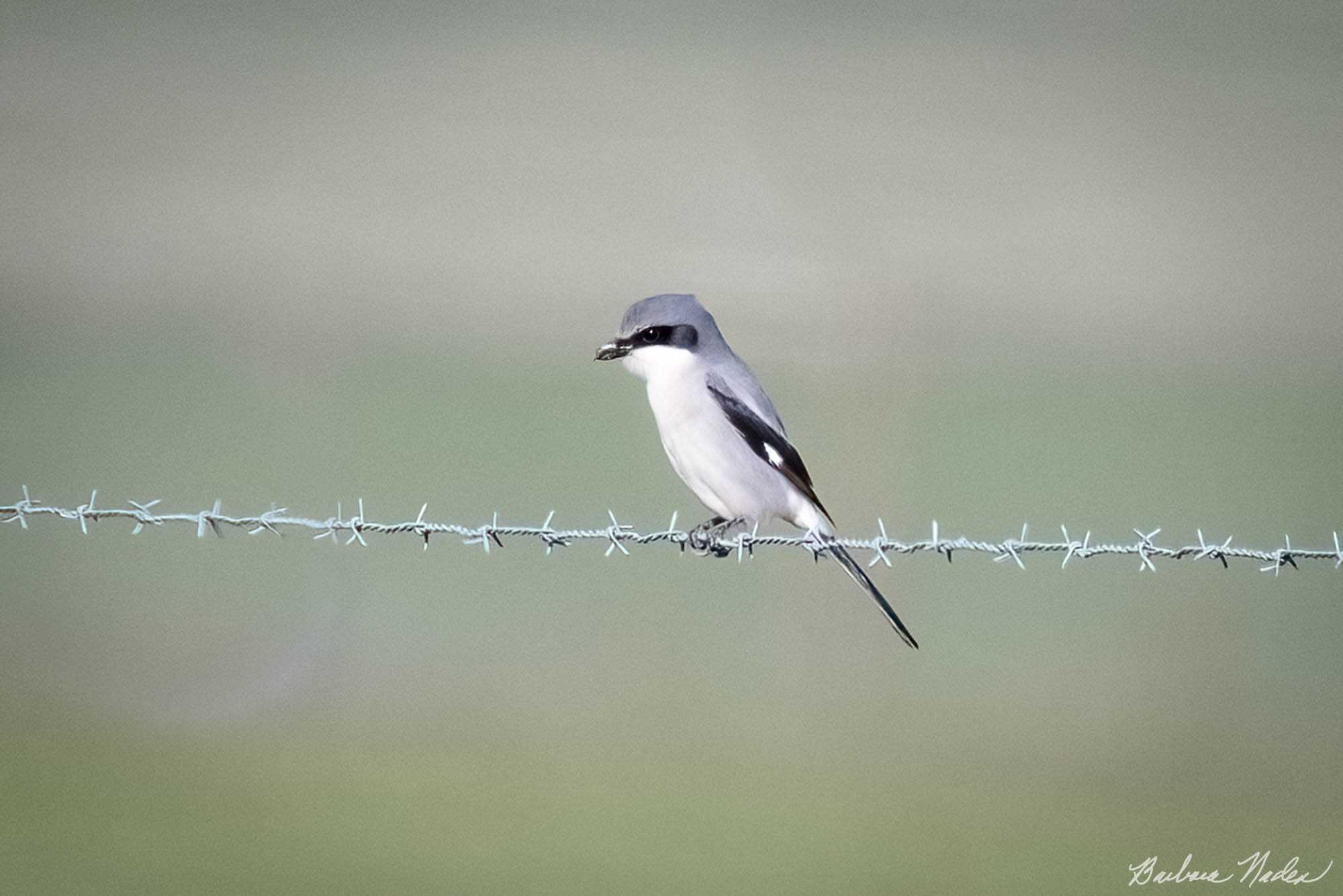 Barbed Wire Fence is a Favorite Perch - Panoche Road, Santa Clara County, California