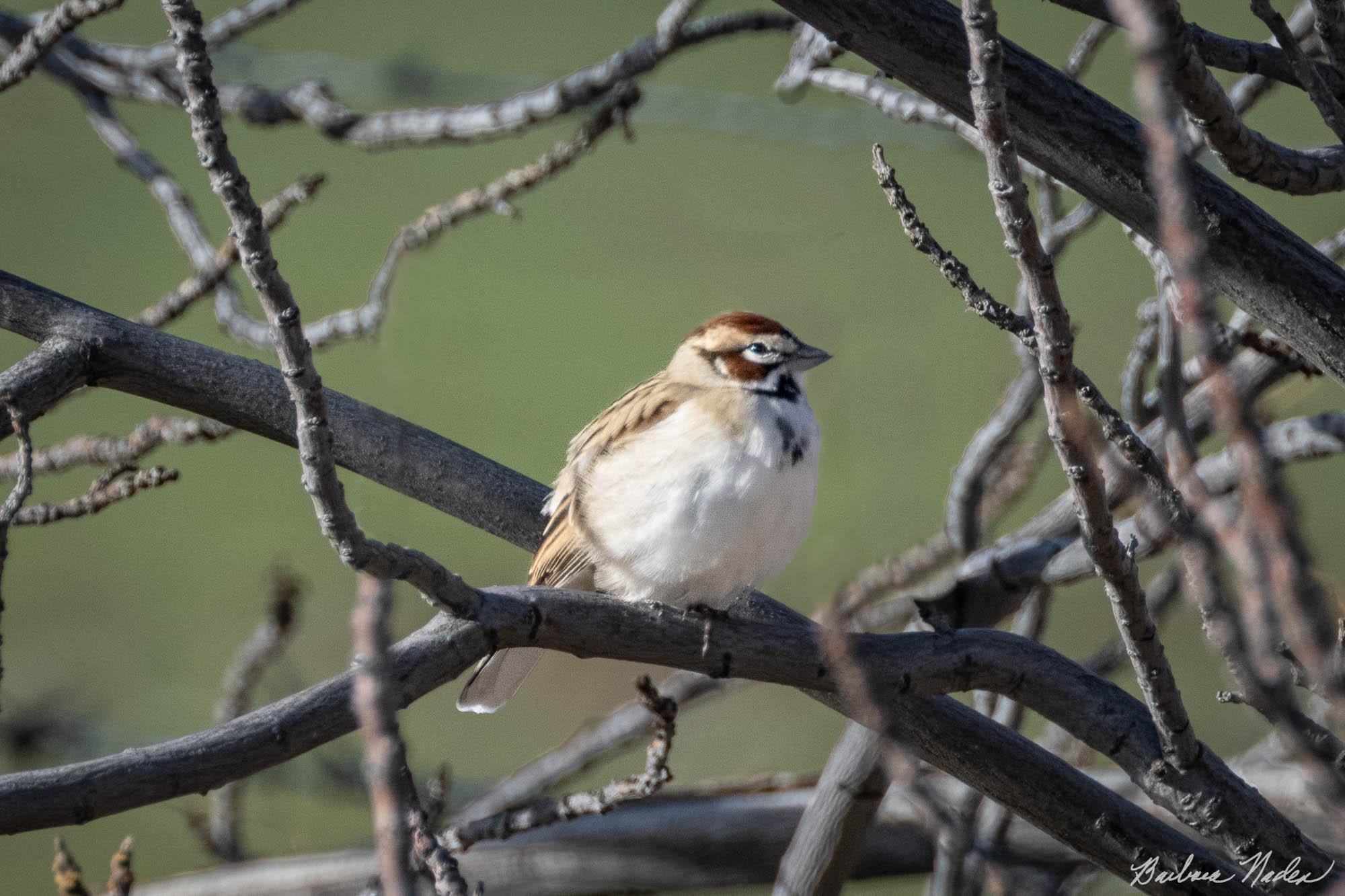 Lark Sparrow in the Branches - Panoche Road, Santa Clara County, CA