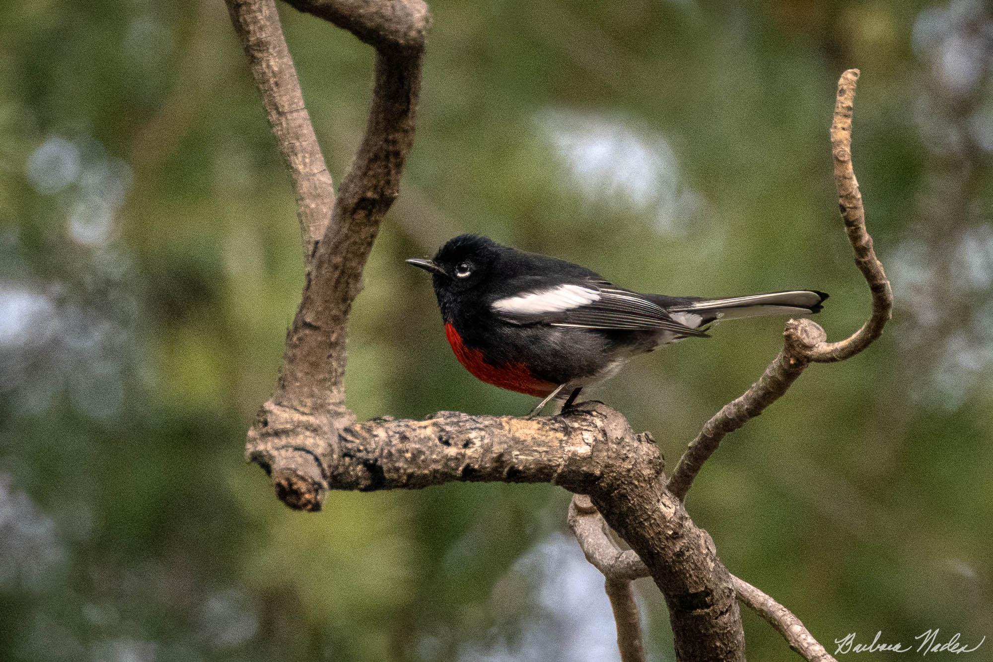 Redstart 2 - Agnews Historic Park, San Jose, California