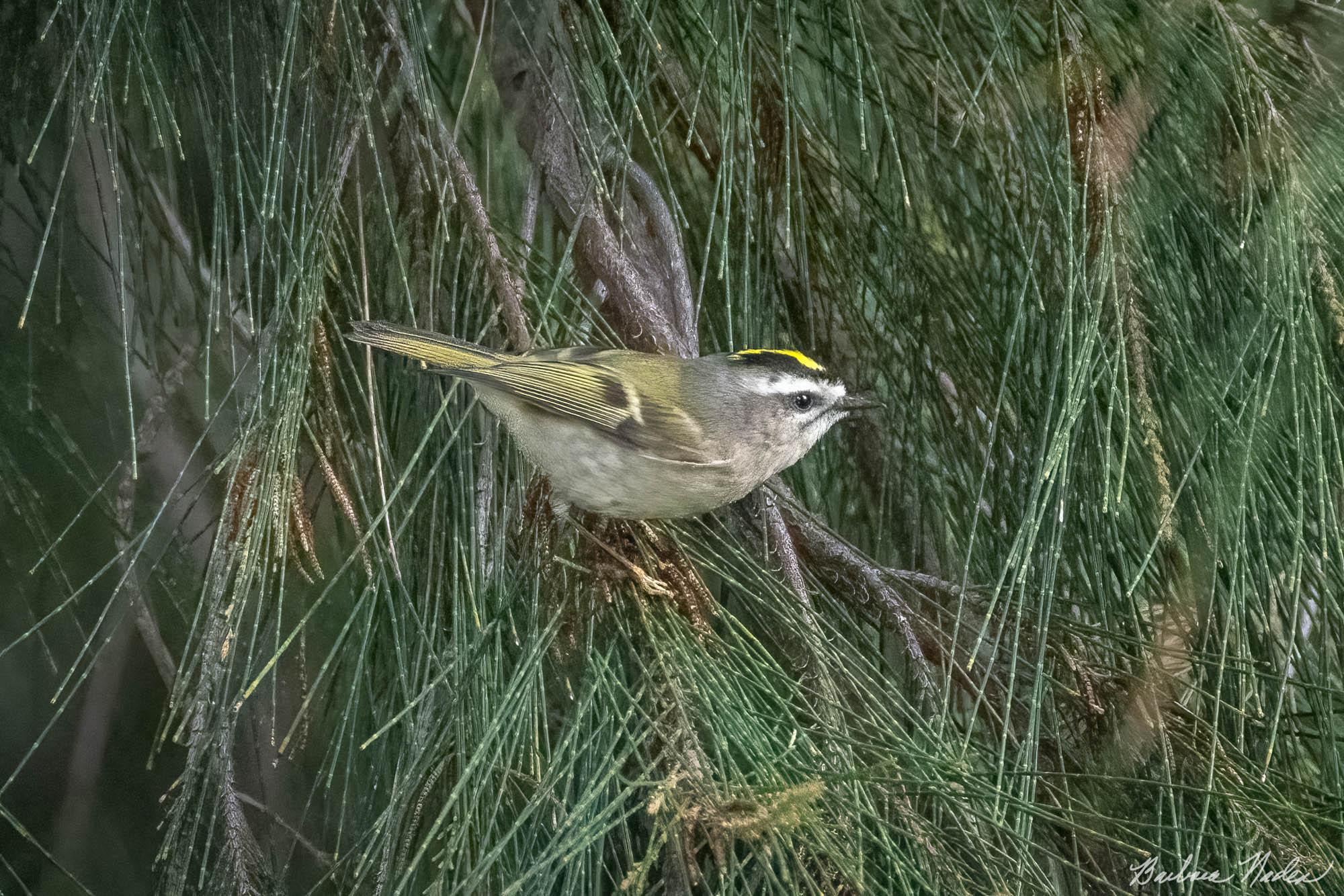 Busy in the Pine Tree - Palo Alto Baylands, Palo Alto, California