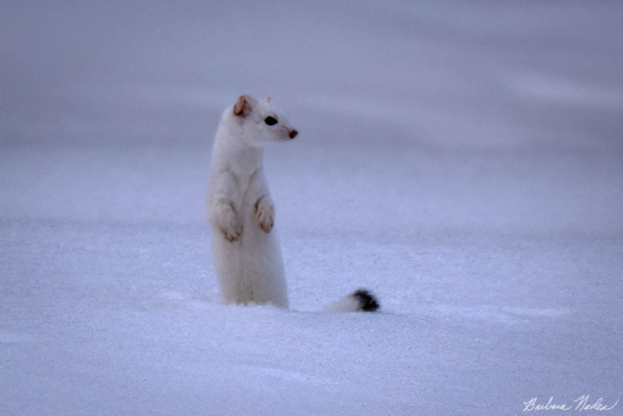 What's up Doc? - Yellowstone National Park, Wyoming