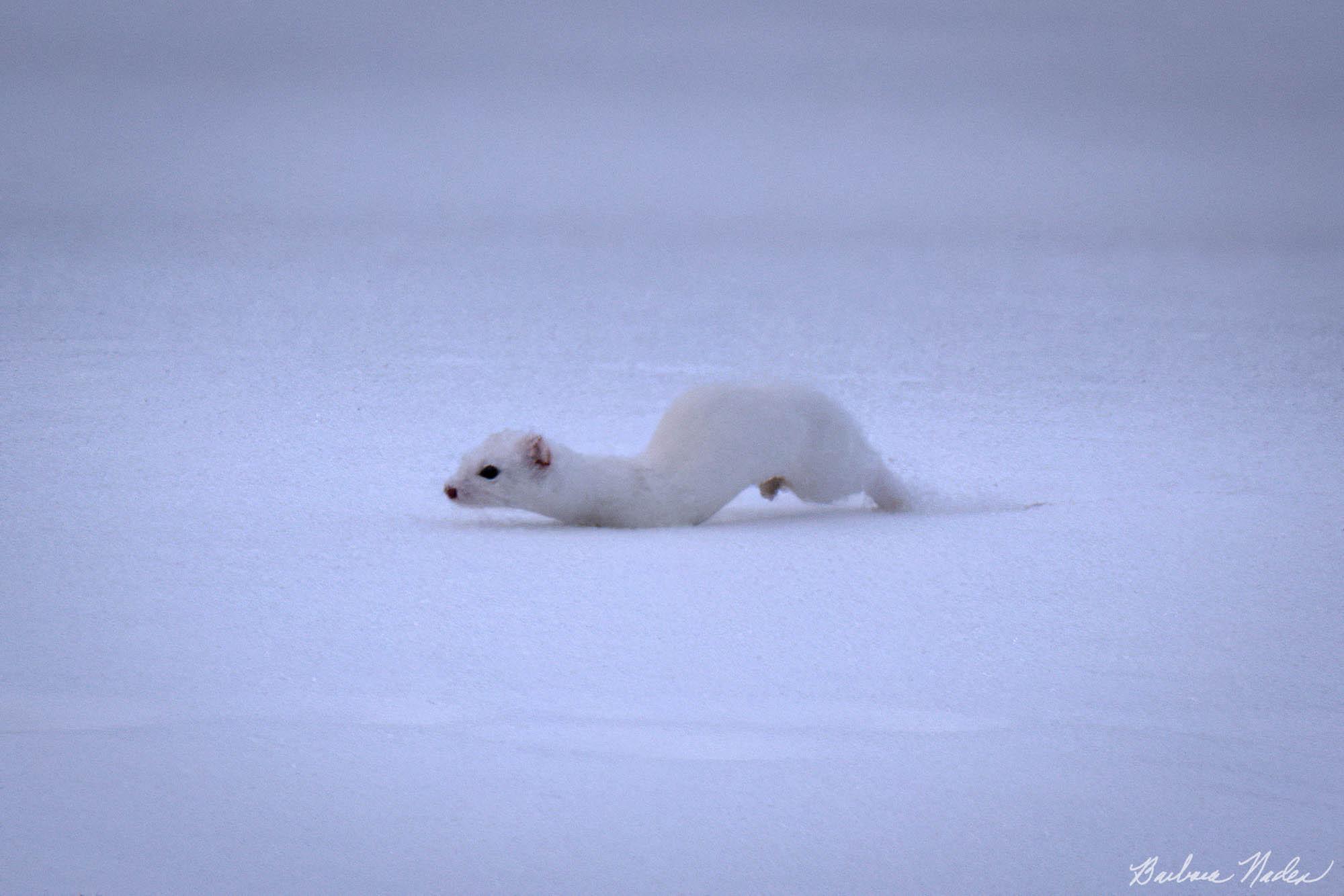 One the Move in my Winter Coat - Yellowstone National Park, Wyoming