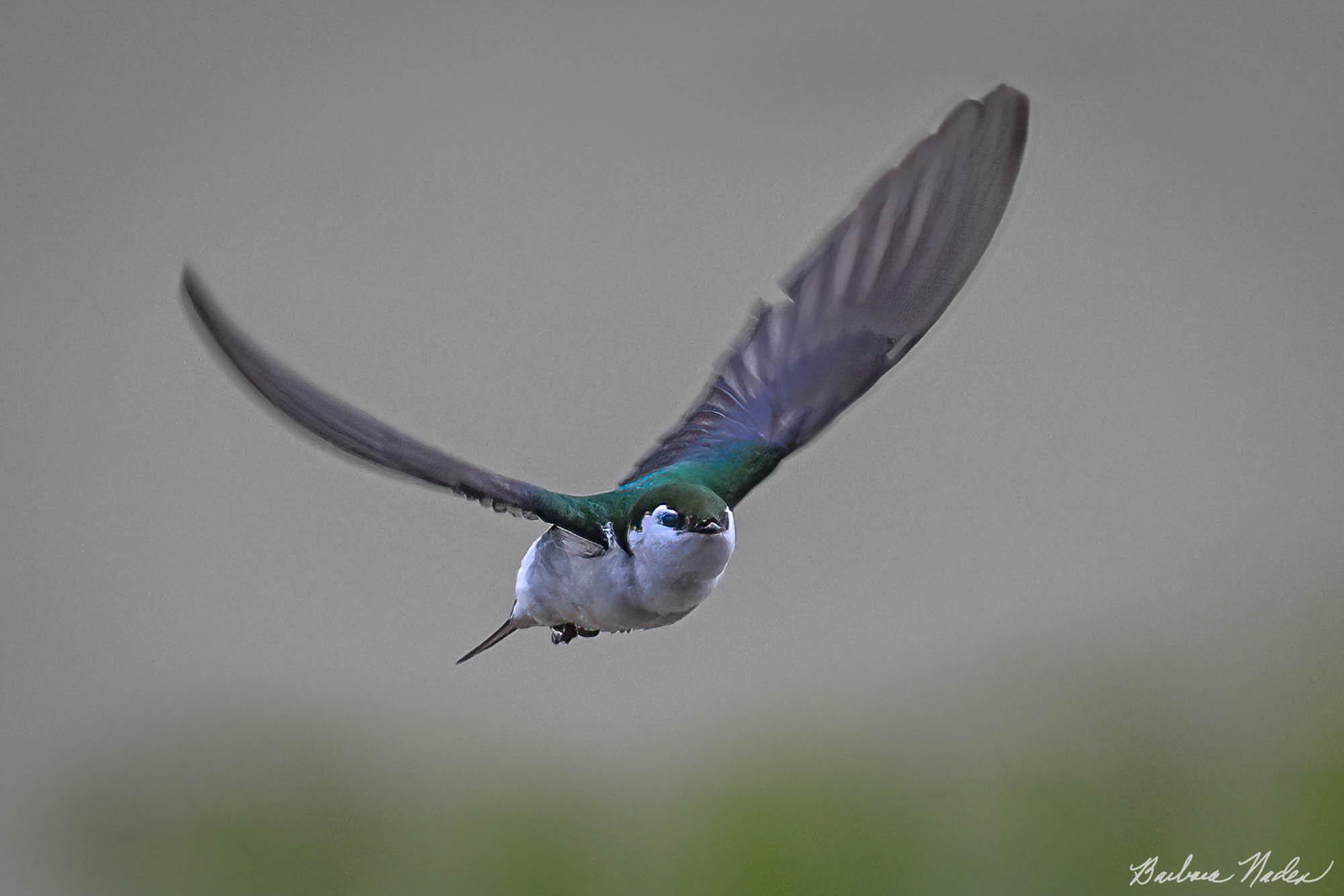 Flying Fast with Quick Movements - Rancho San Antonio Open Space Preserve, Los Altos, California