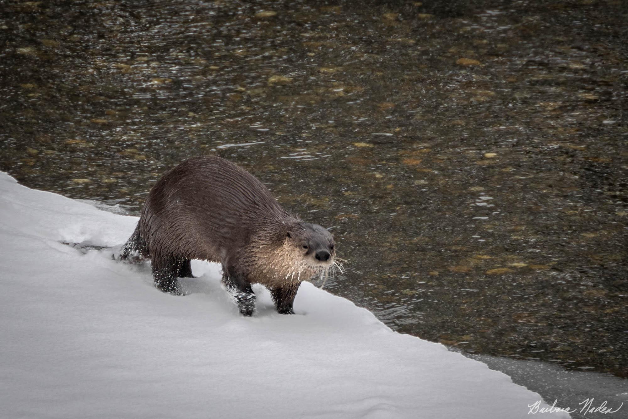 Working the River - Yellowstone National Park, Wyoming