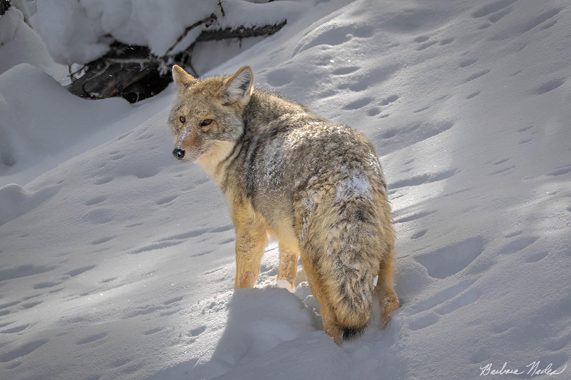 Don't Follow Me! - Yellowstone National Park, Wyoming