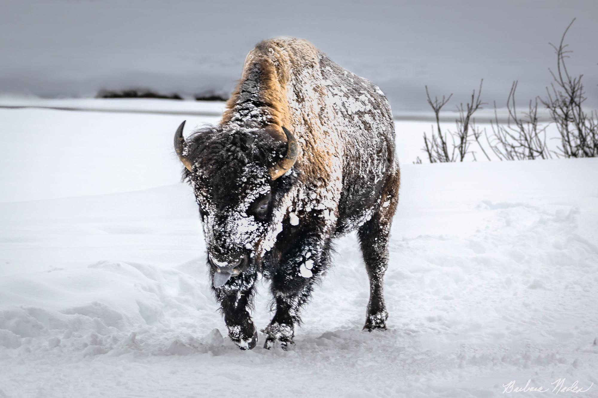 On the Move! - Yellowstone National Park, Wyoming