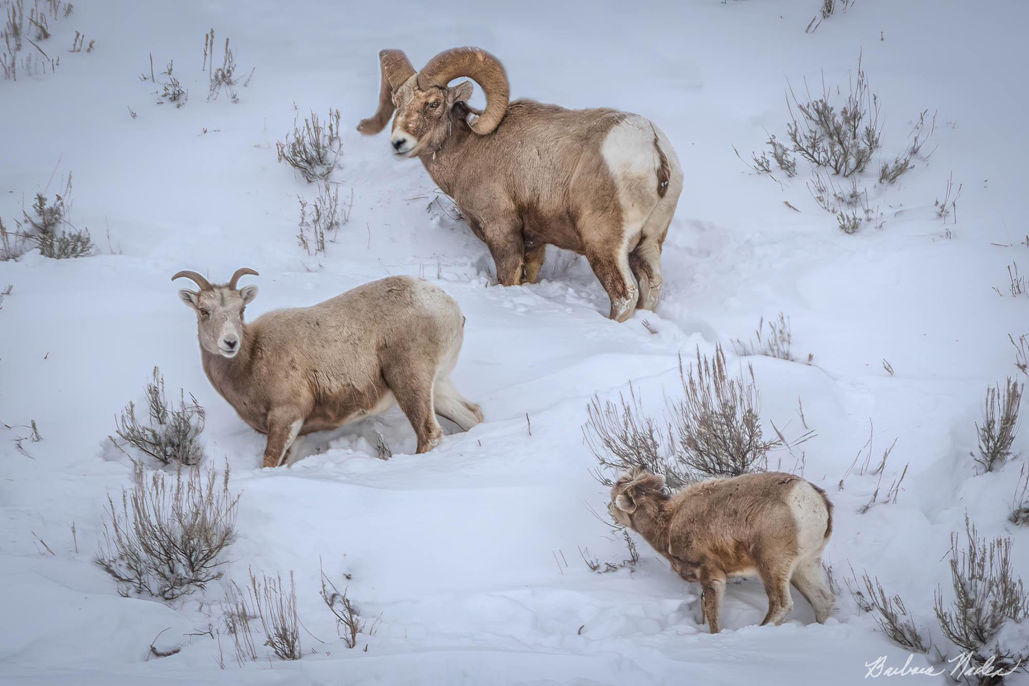 Daddy, Mama and Baby - West Yellowstone, Wyoming