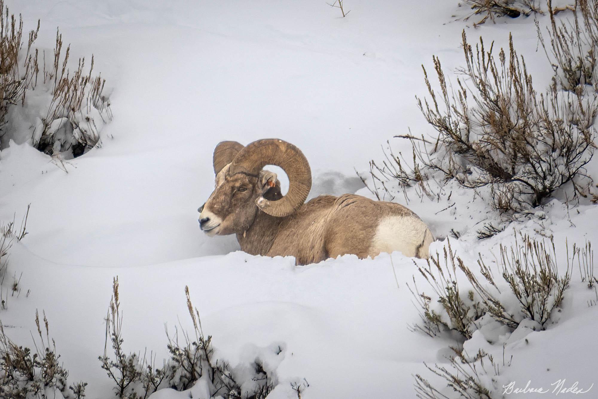 Taking a rest at -5 degrees Farenheit - West Yellowstone, Wyoming