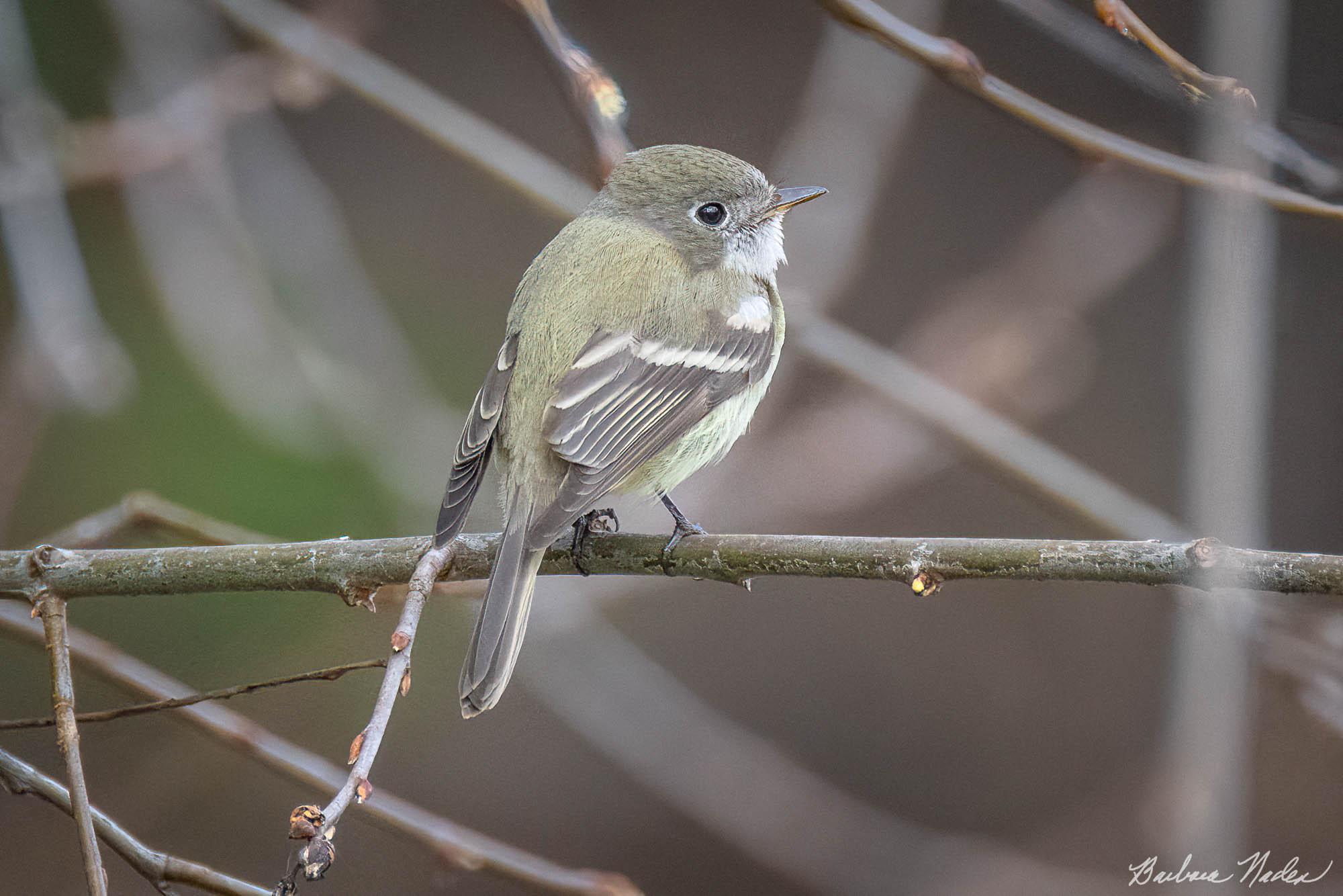 Do I hear Something? - Vasona Lake Park, Los Gatos, California