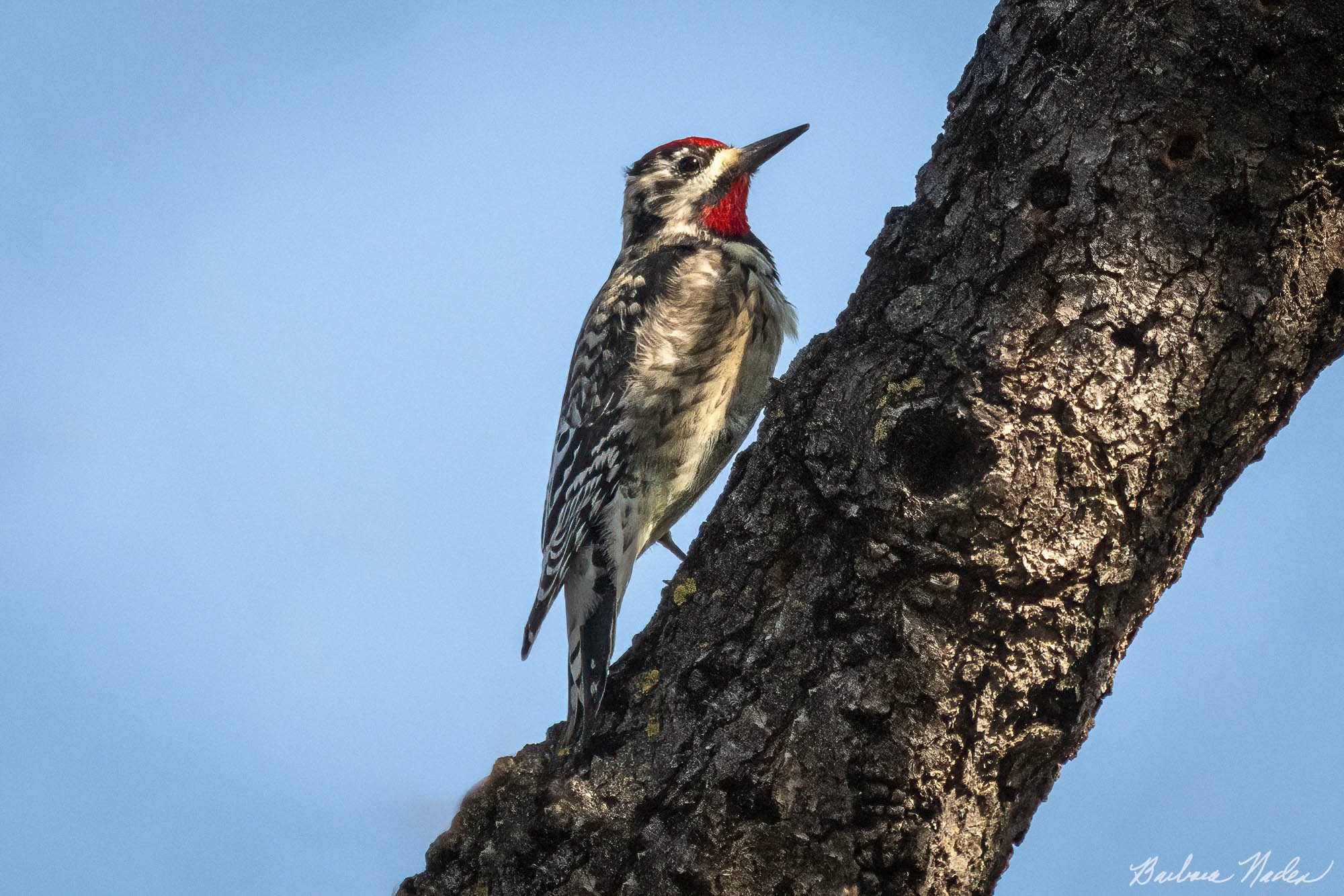 Listening for a Bug - Vasona Lake Park, Los Gatos, California