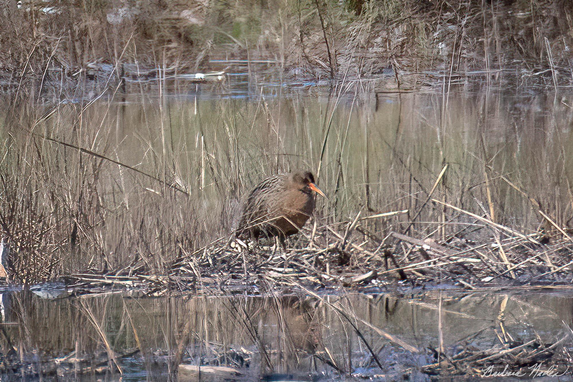 Easier to see at High Tide - Arrowhead Marsh, Oakland, California