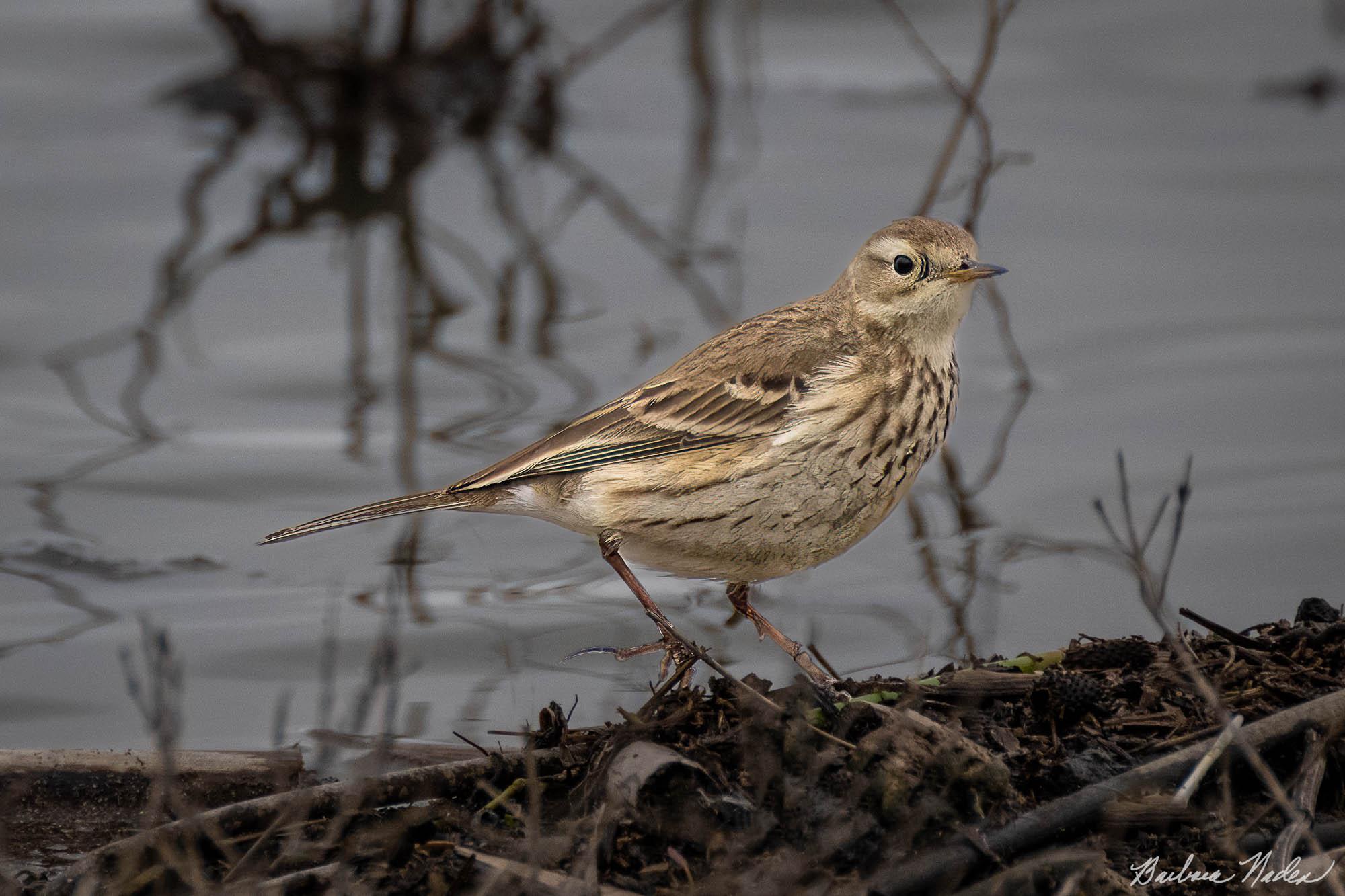 American Pipit II - National Wildlife Refuge, California