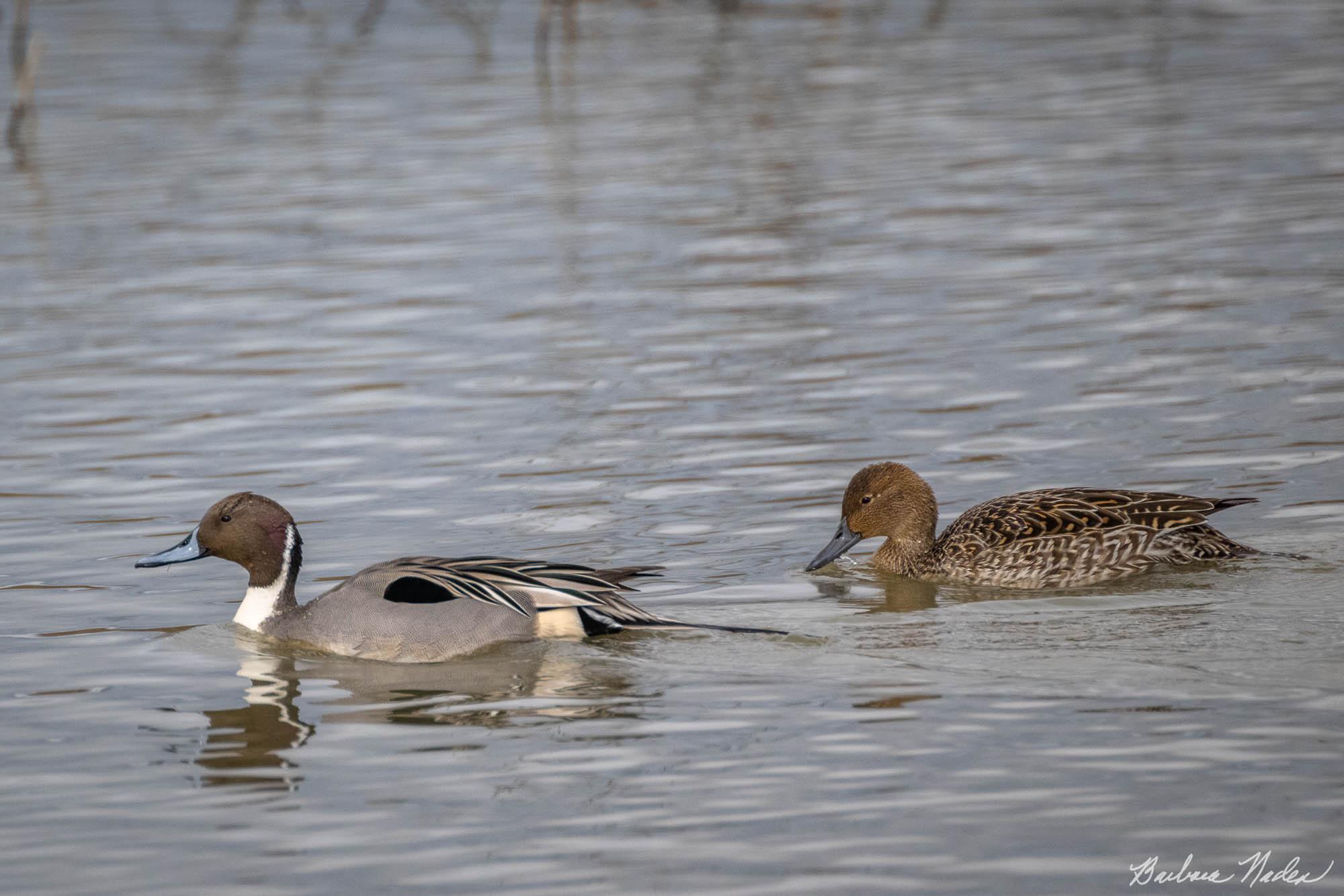 Male and Female Pintails - Merced National Wildlife Refuge