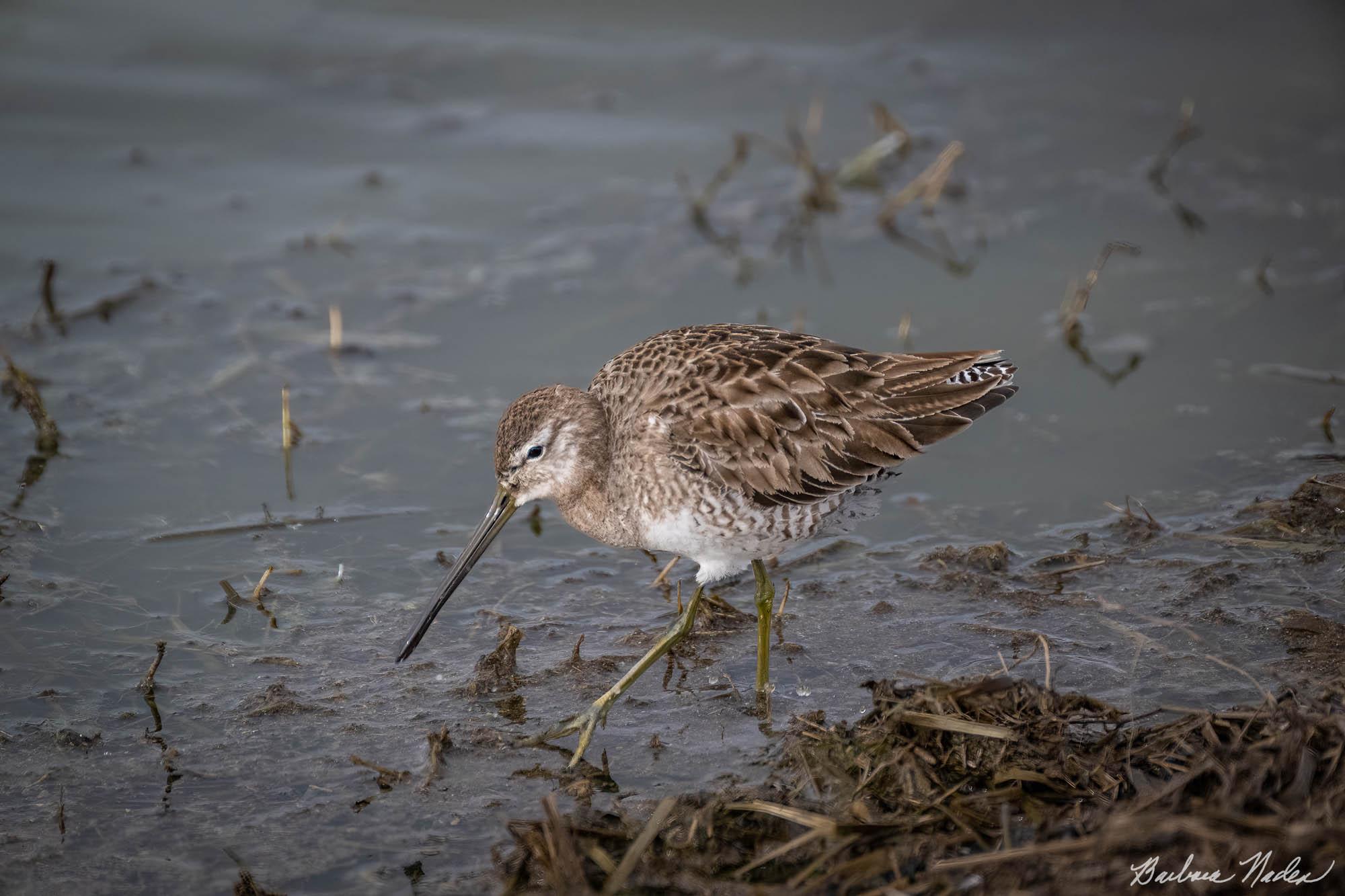 Looking for some Food - Merced National Wildlife Refuge, California