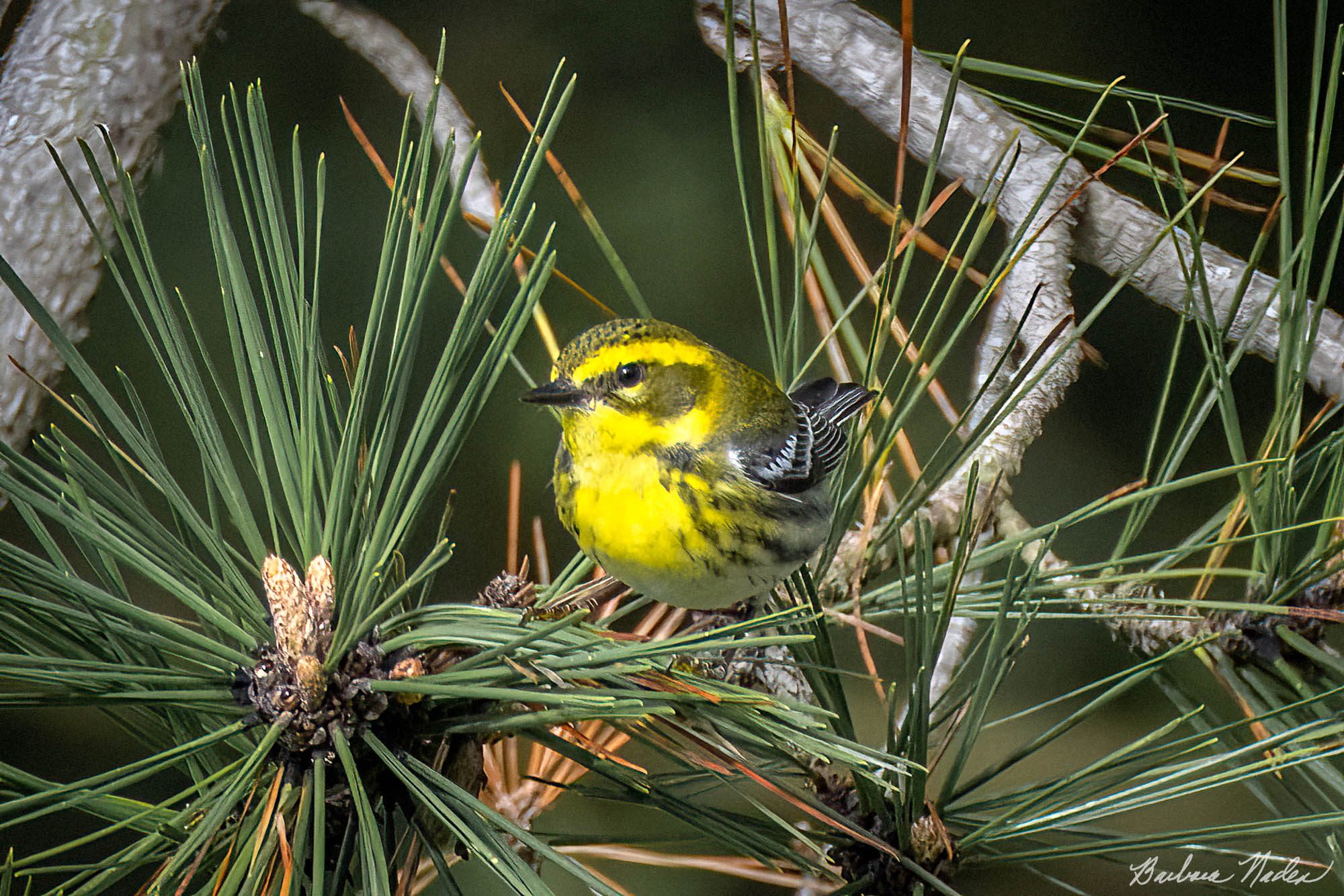 Townsend's Warbler in a Pine Tree - Lighthouse Beach Park, Santa Cruz, California