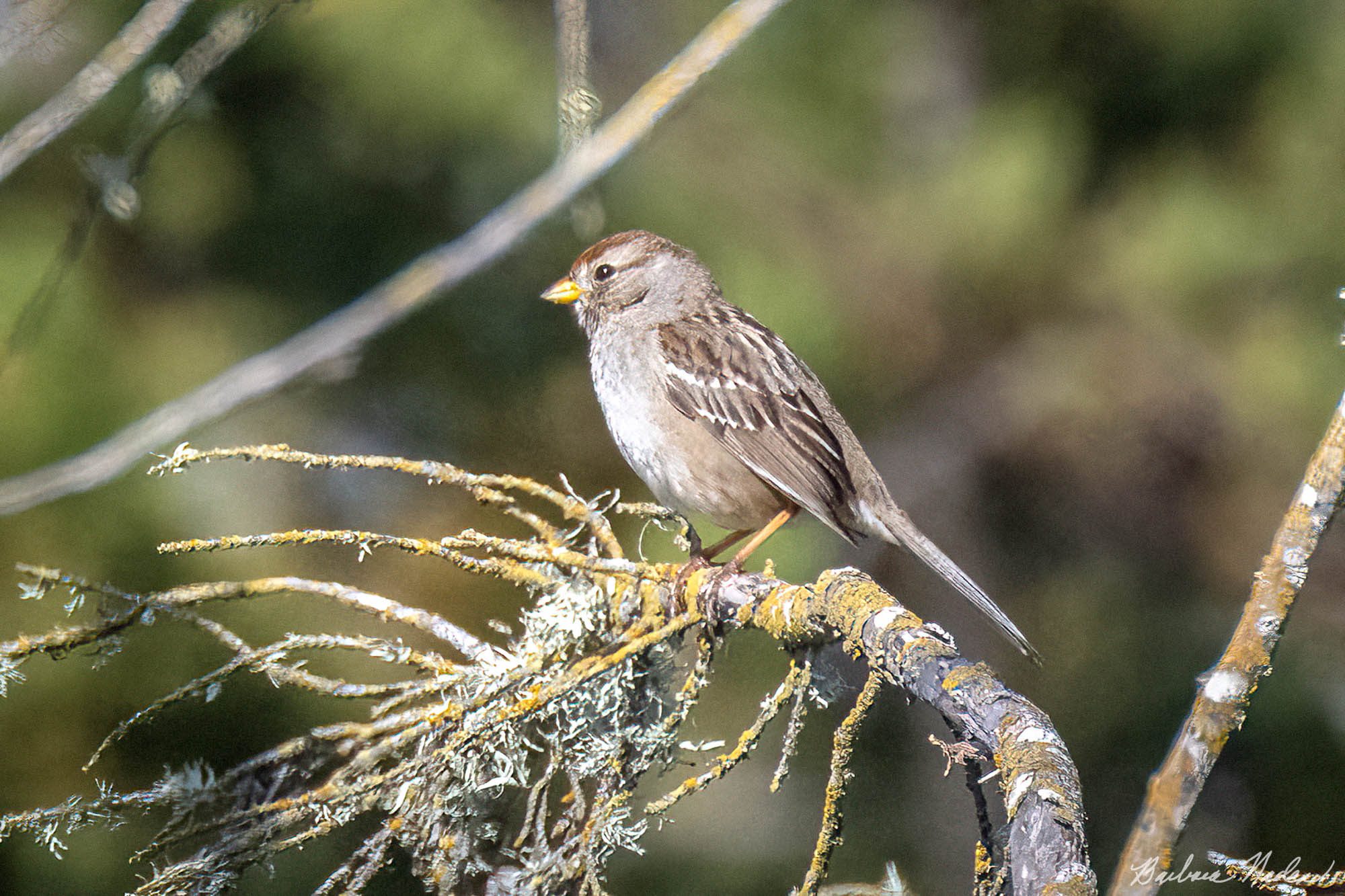 Rufous-crowned Sparrow I - Lighthouse Beach Park, Santa Cruz, California