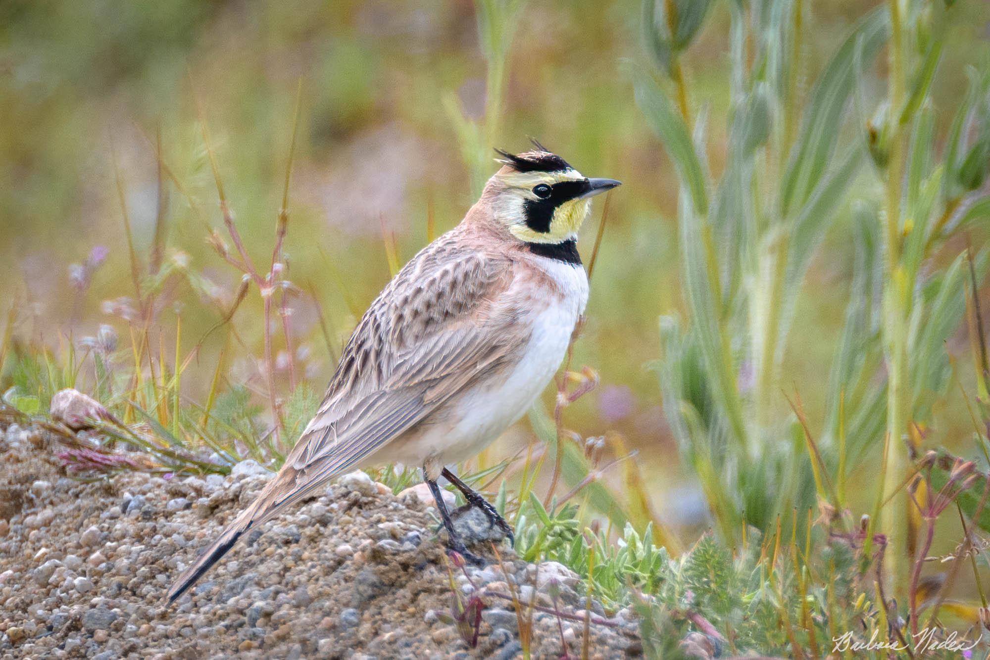 Waiting by the Grasses - Carrizo Plains National Monument, California