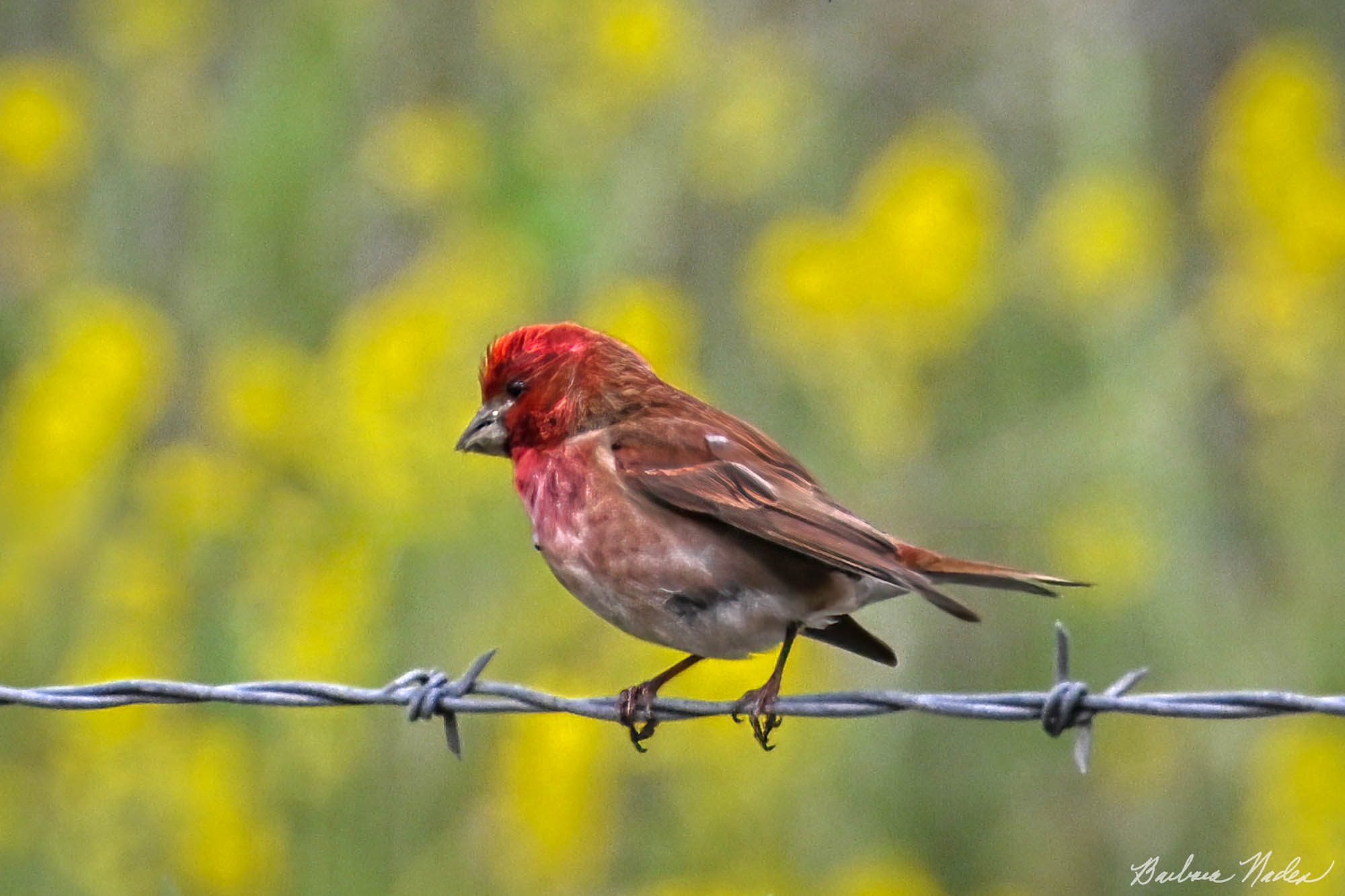 Checking out a Nearby Female - Rancho San Antonio Open Space Preserve, Los Altos, California