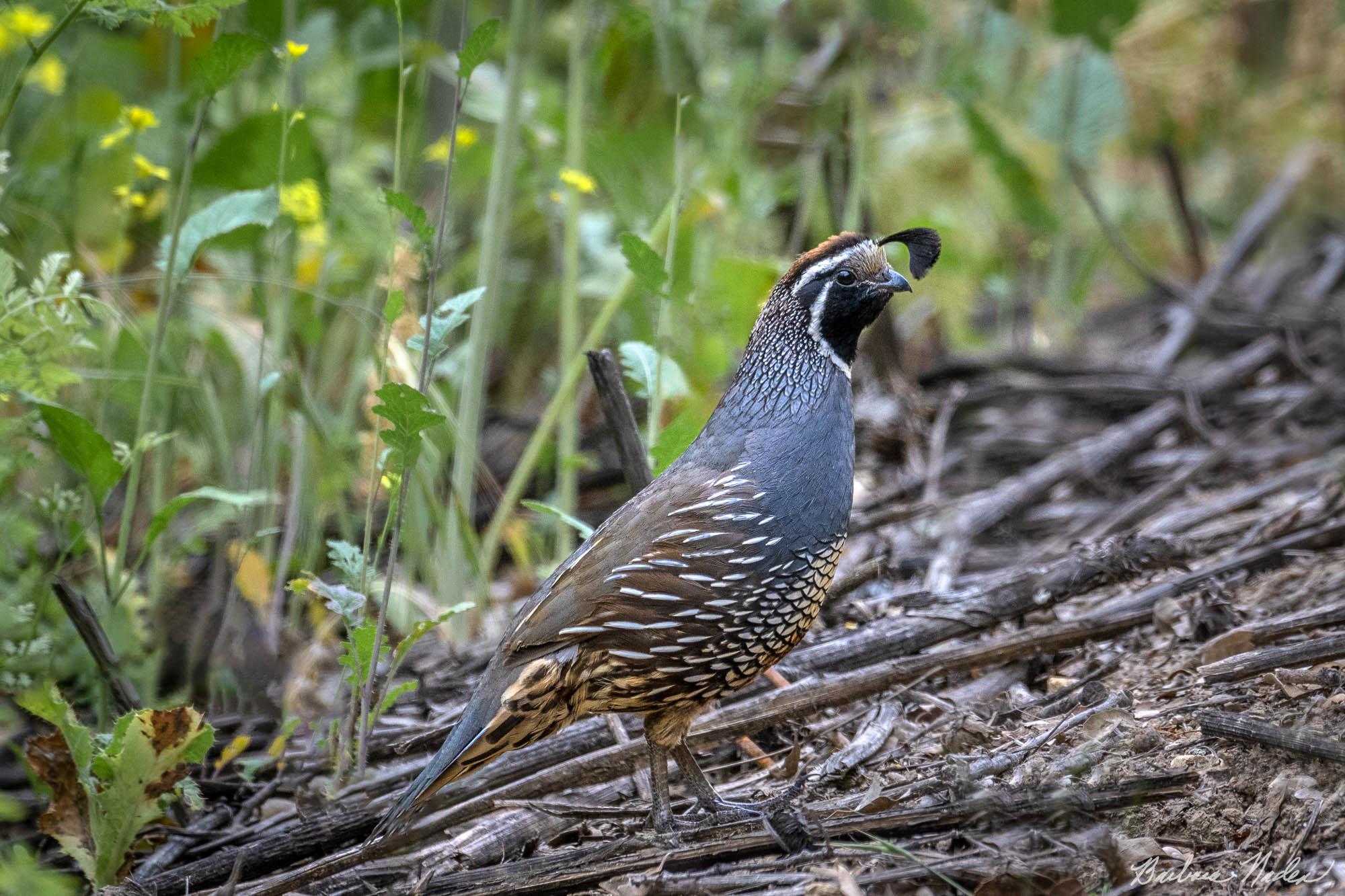 Posing in the Early Light - Shannon Valley Open Space Preserve, Los Gatos, California