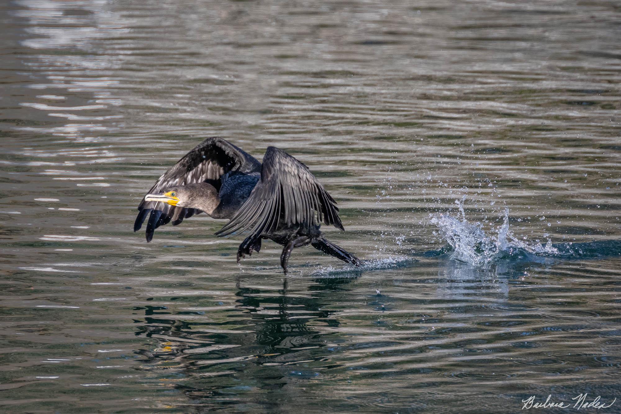 Walking on Water - Los Capitancillos Ponds