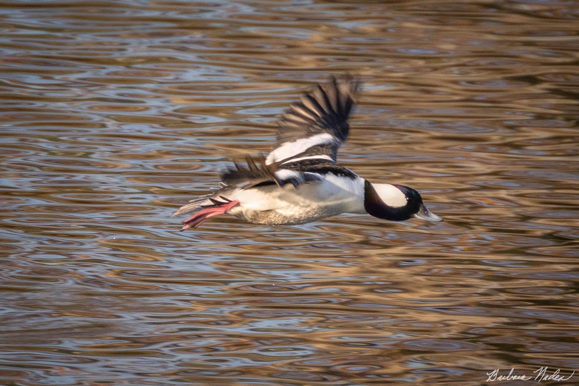 Bufflehead in Flight - Los Capitancillos Ponds, San Jose, CA