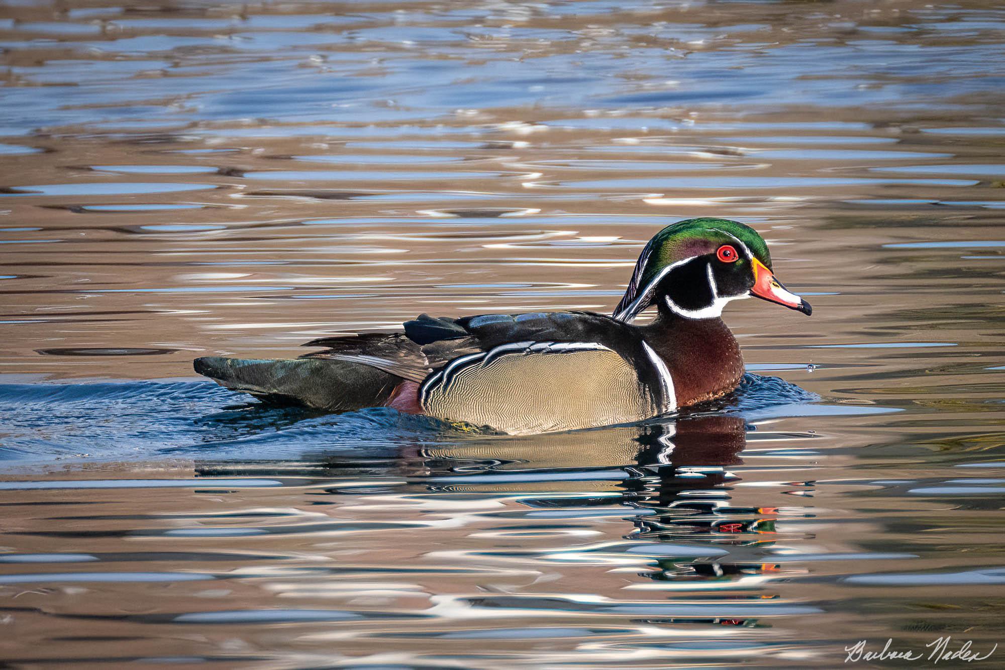 Wood Duck I - Los Capitancillos Ponds, San Jose, CA